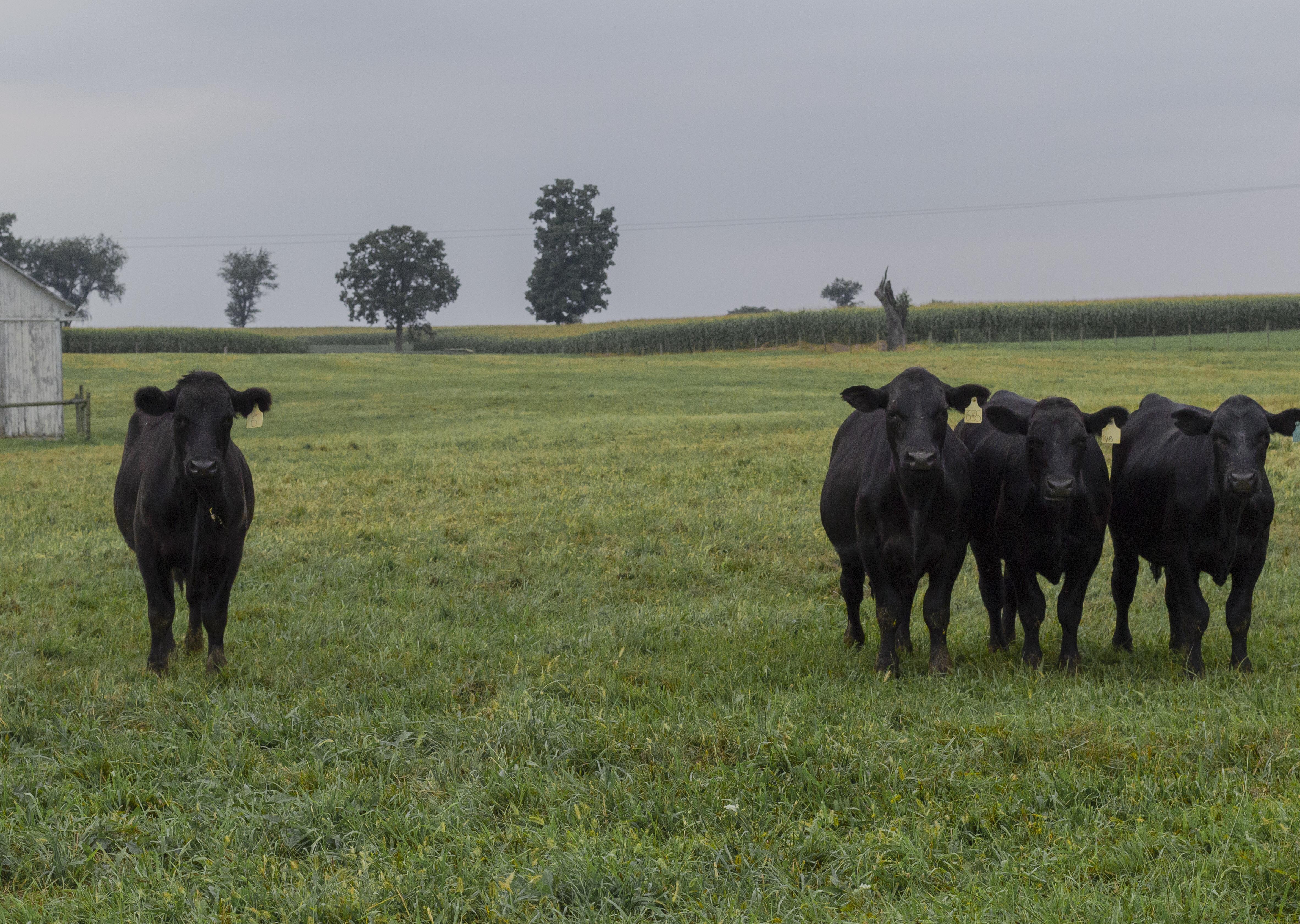 Cows on a Mennonite farm. Kutztown, PA. r/Pennsylvania