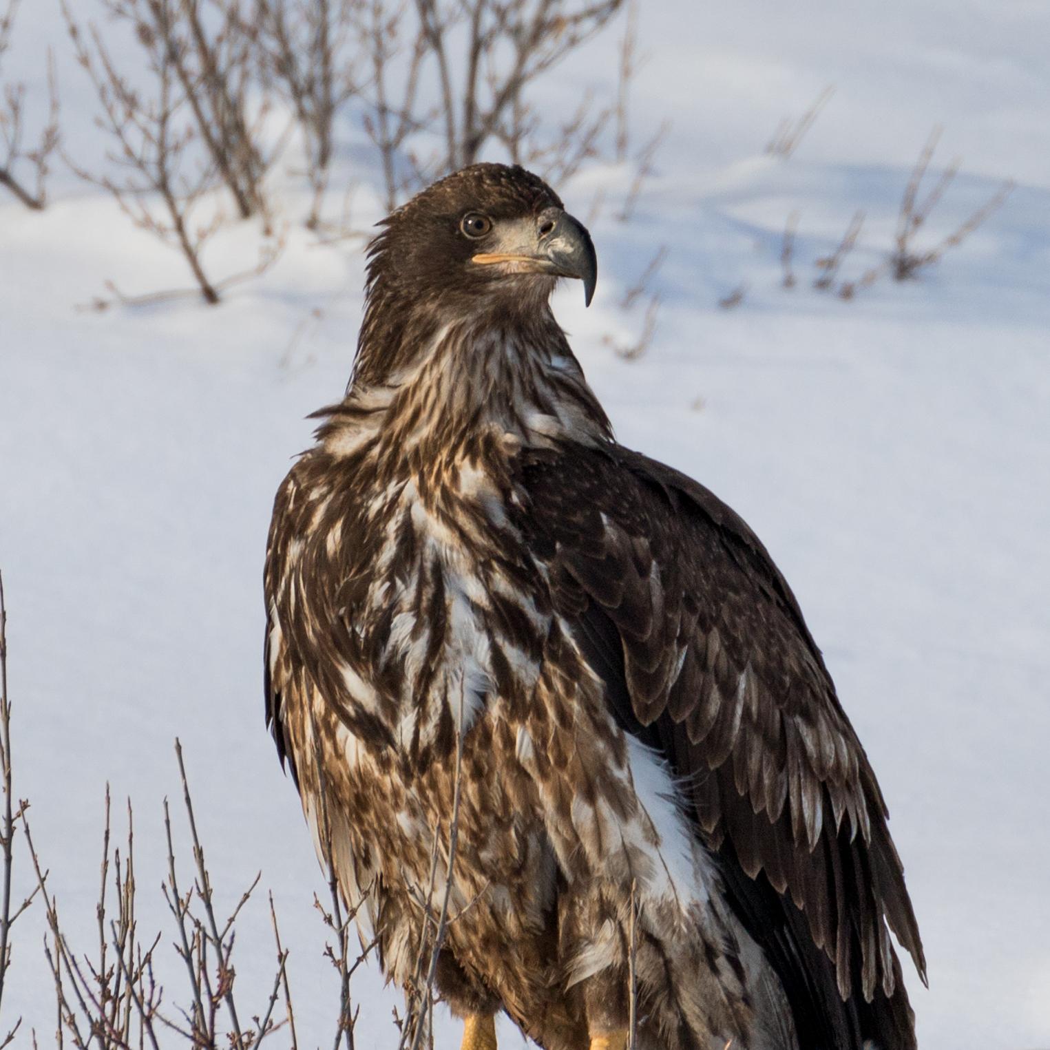 Juvenile bald eagle, taken near Hinton AB [OC][1525x1525] r