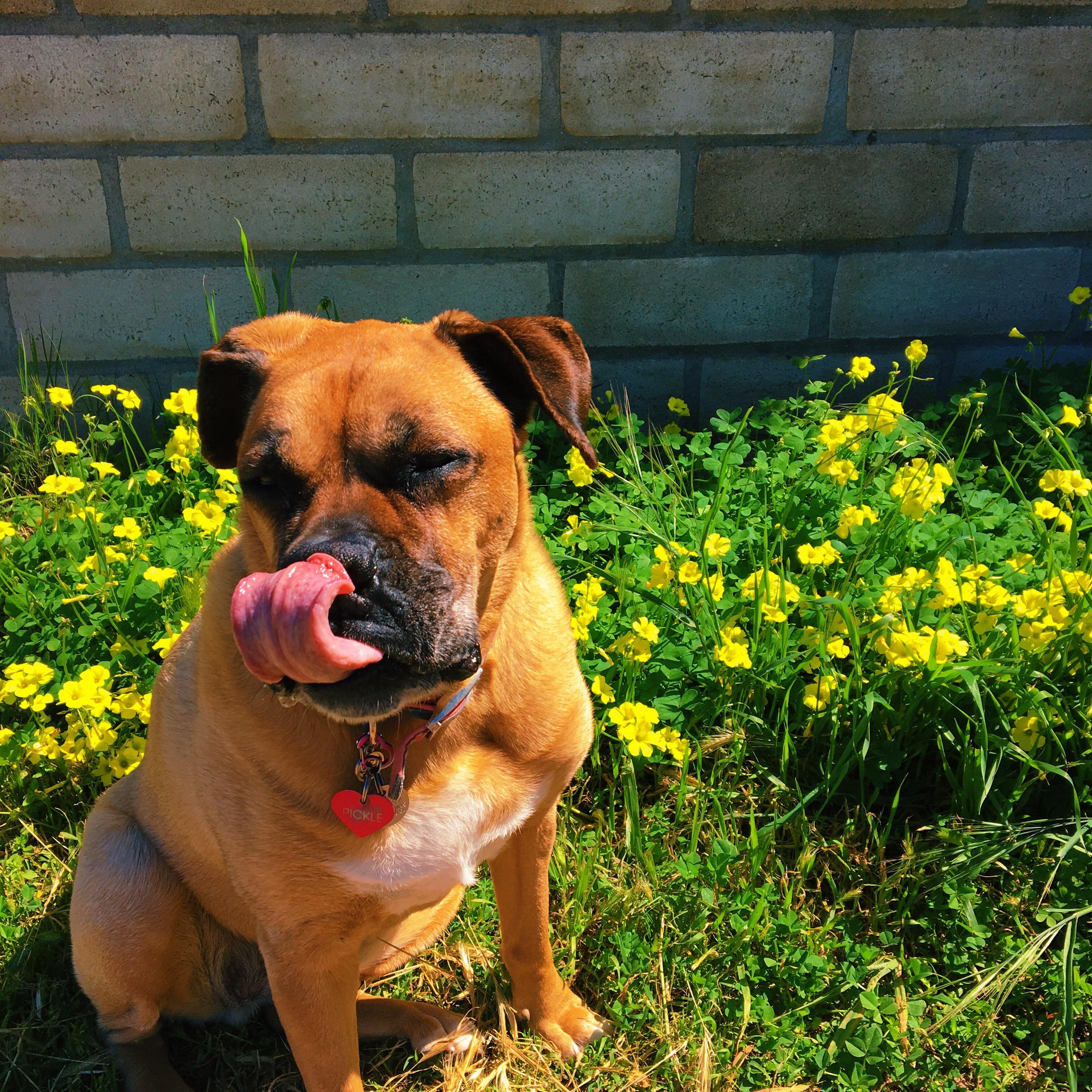 I gave her too many treats for this photoshoot, and now Pickle has