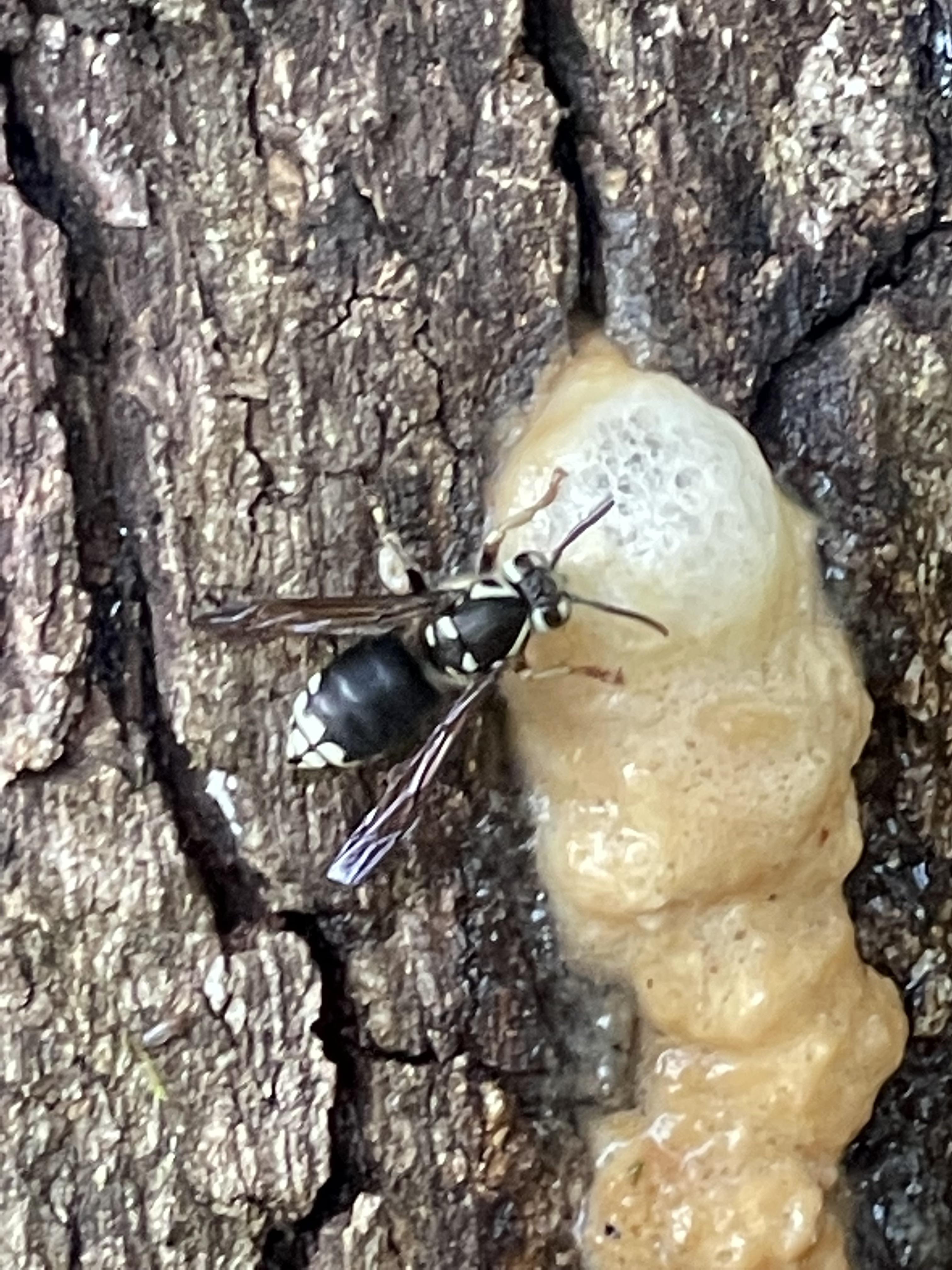 There's a large black spot on the tree in my backyard that's attracting