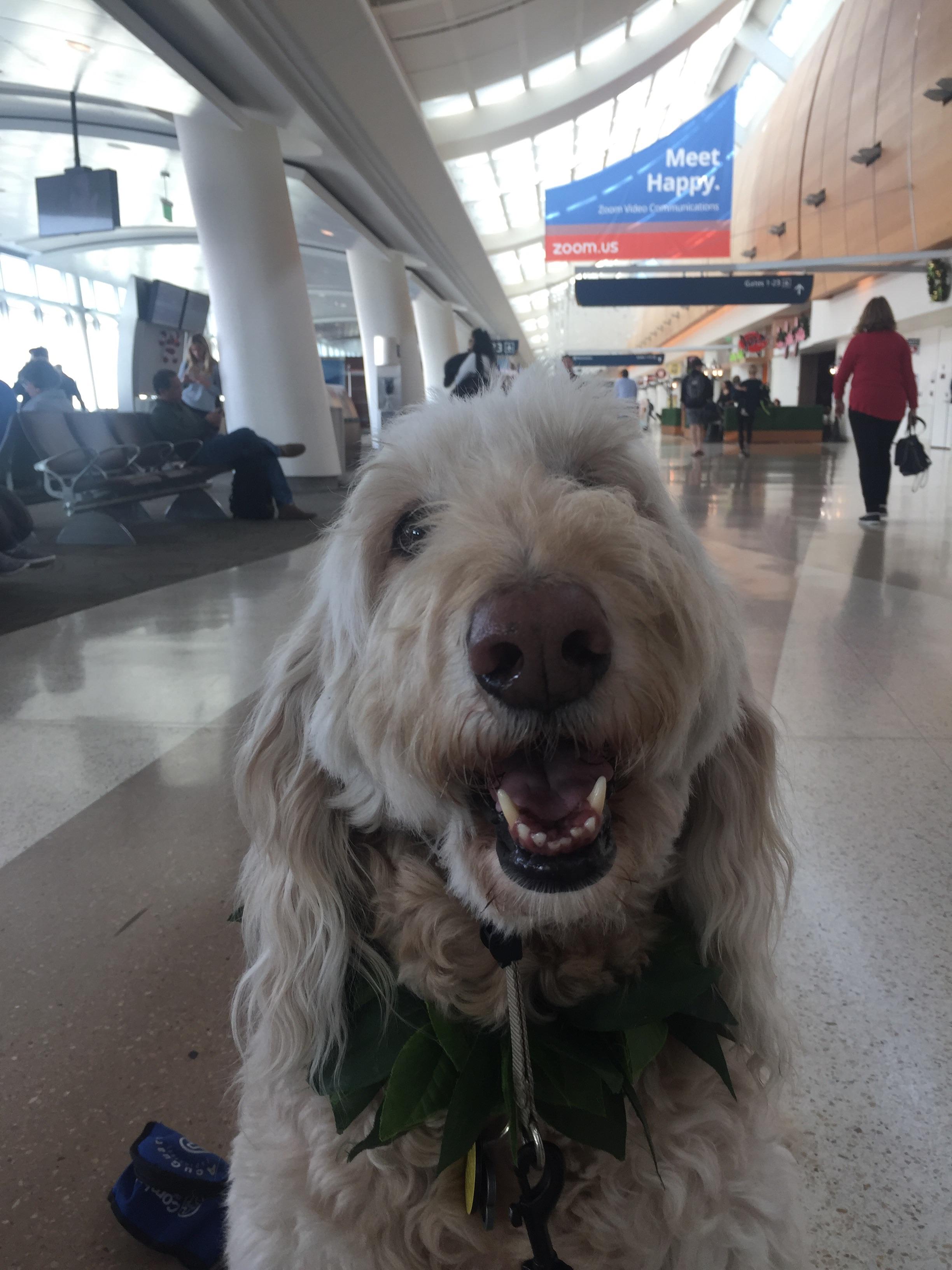 This is Deska hard at work at San Jose Airport. She works as a therapy