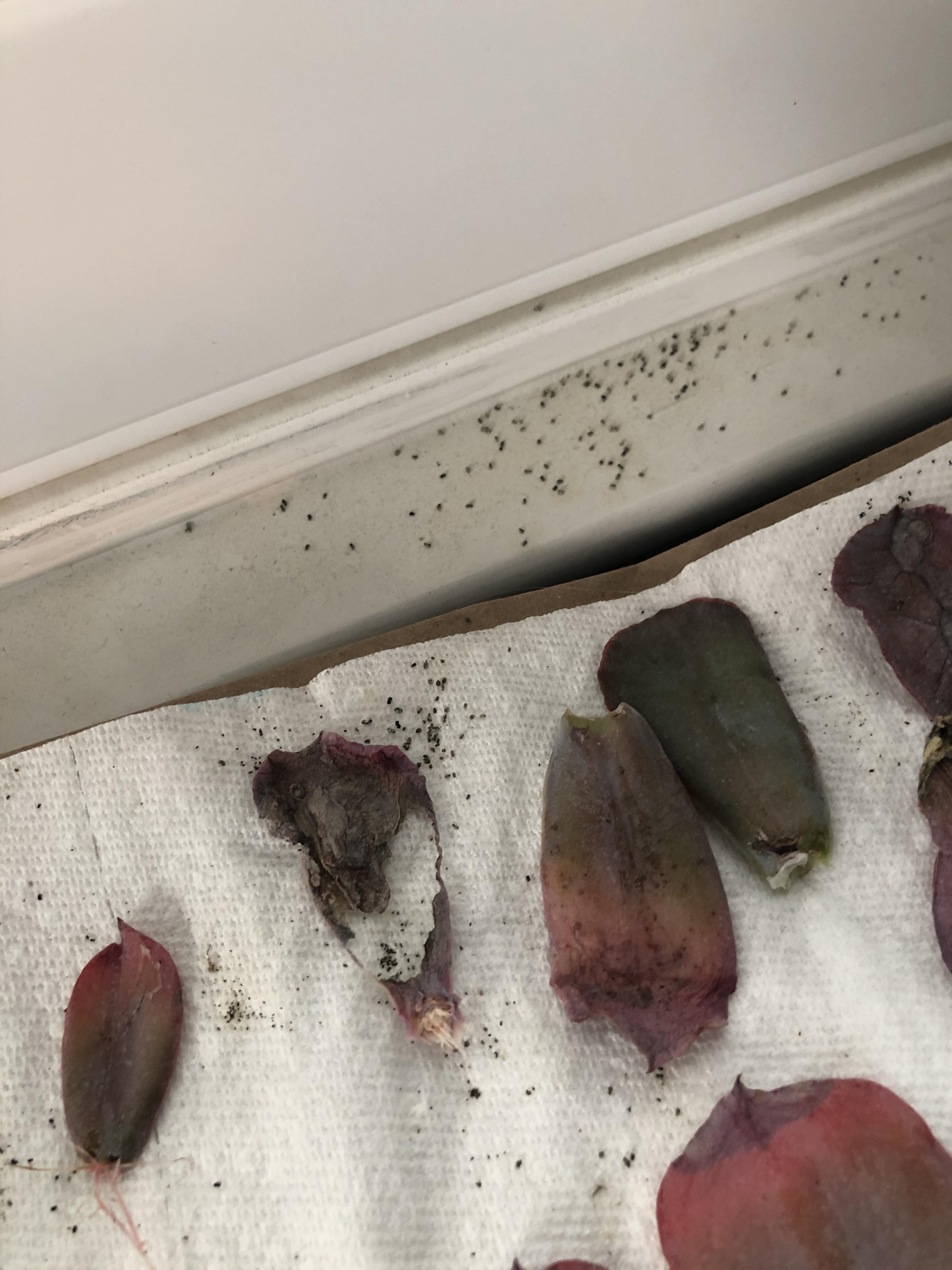 What are these little black specks around my prop leaves? r/succulents