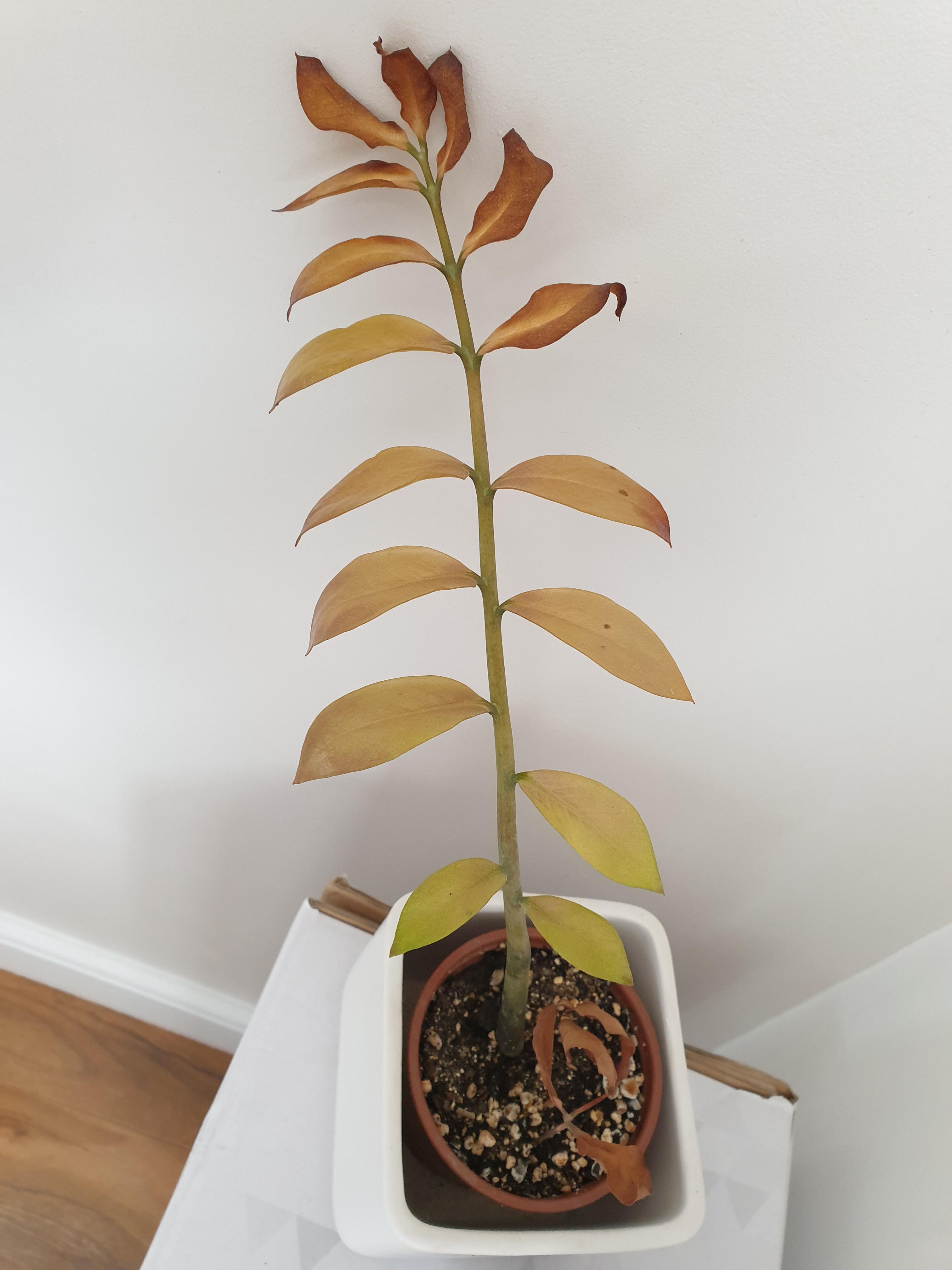 My ZZ plant is dying and I can't figure out why! r/plantclinic