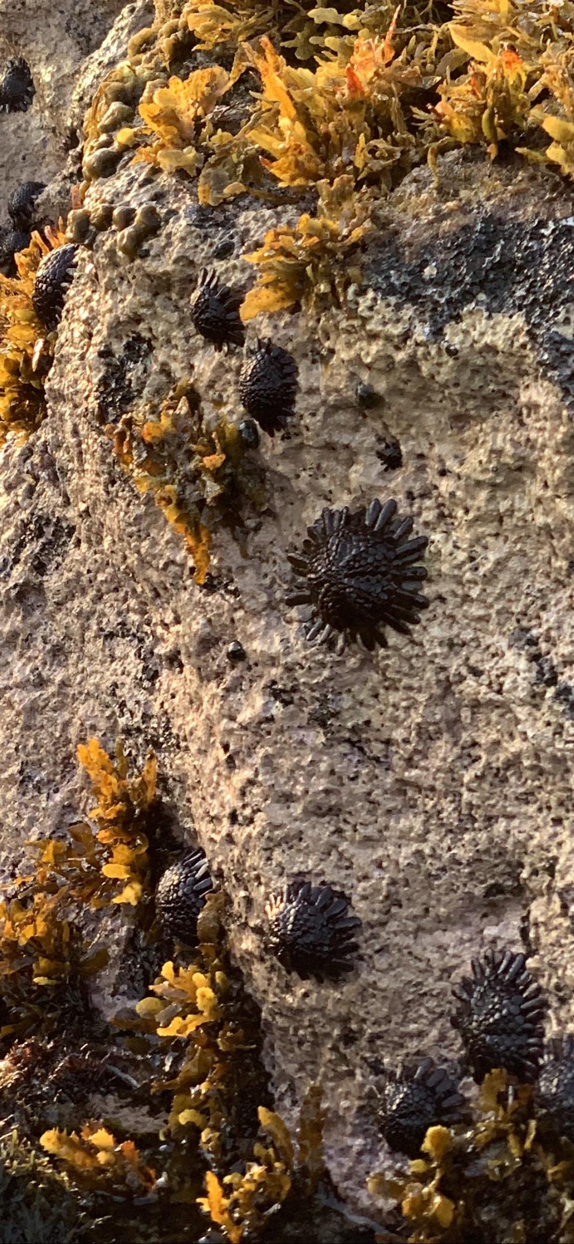 Found in Hawaii stuck on rocks on beach shore. Look like little round
