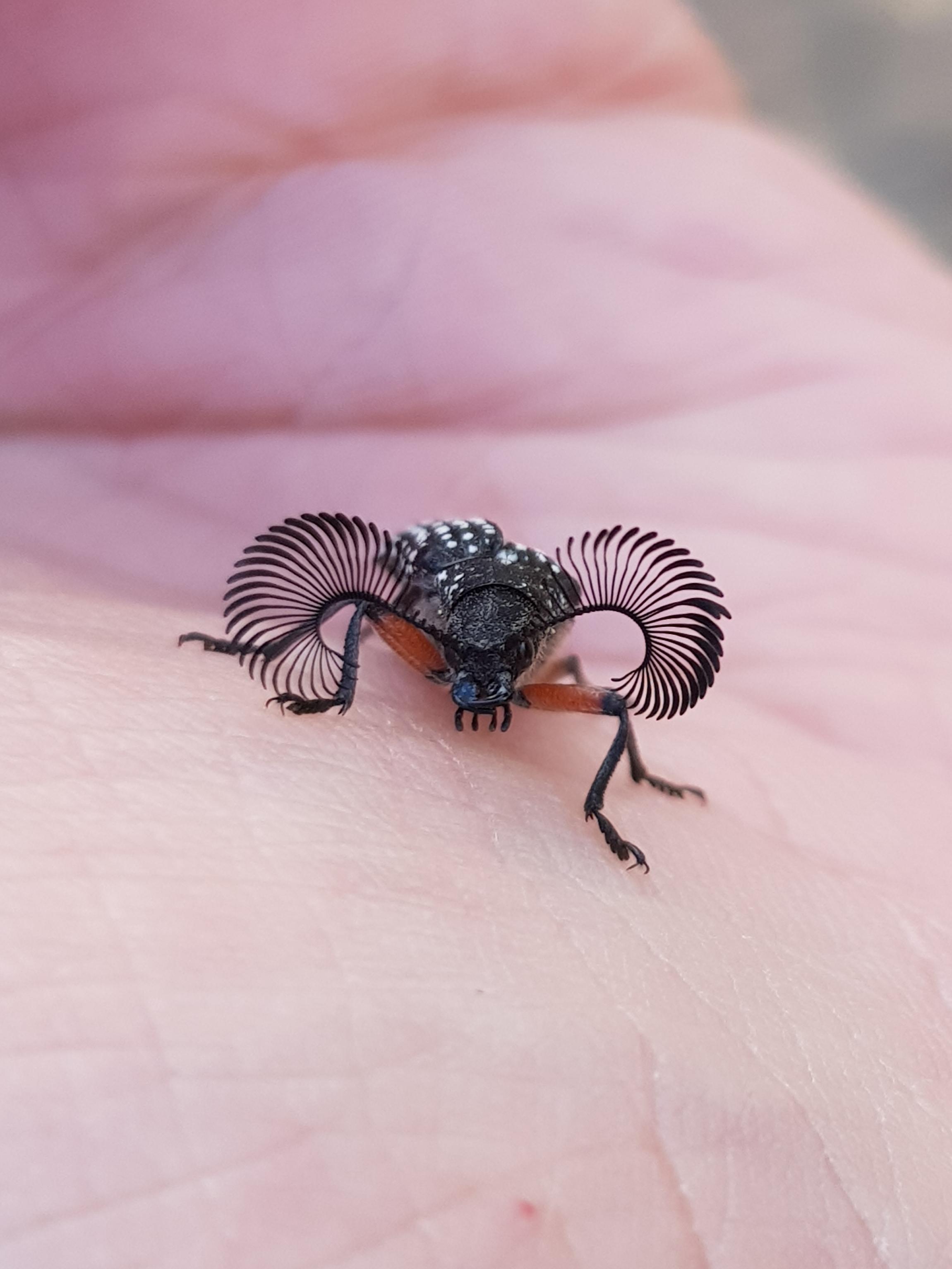 FeatherHorned Beetle from South Australia r/whatsthisbug