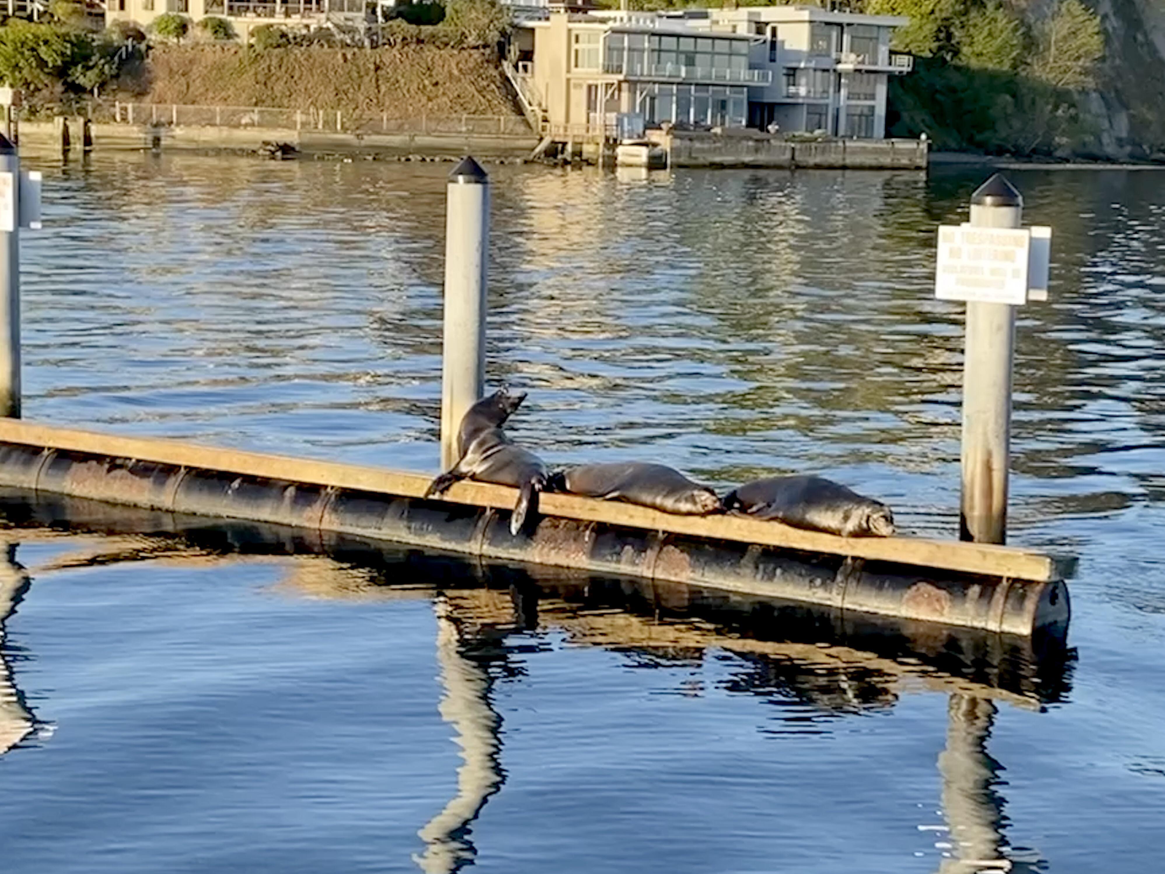 A few sunbathing beauties by the Ballard locks this morning. r/Seattle