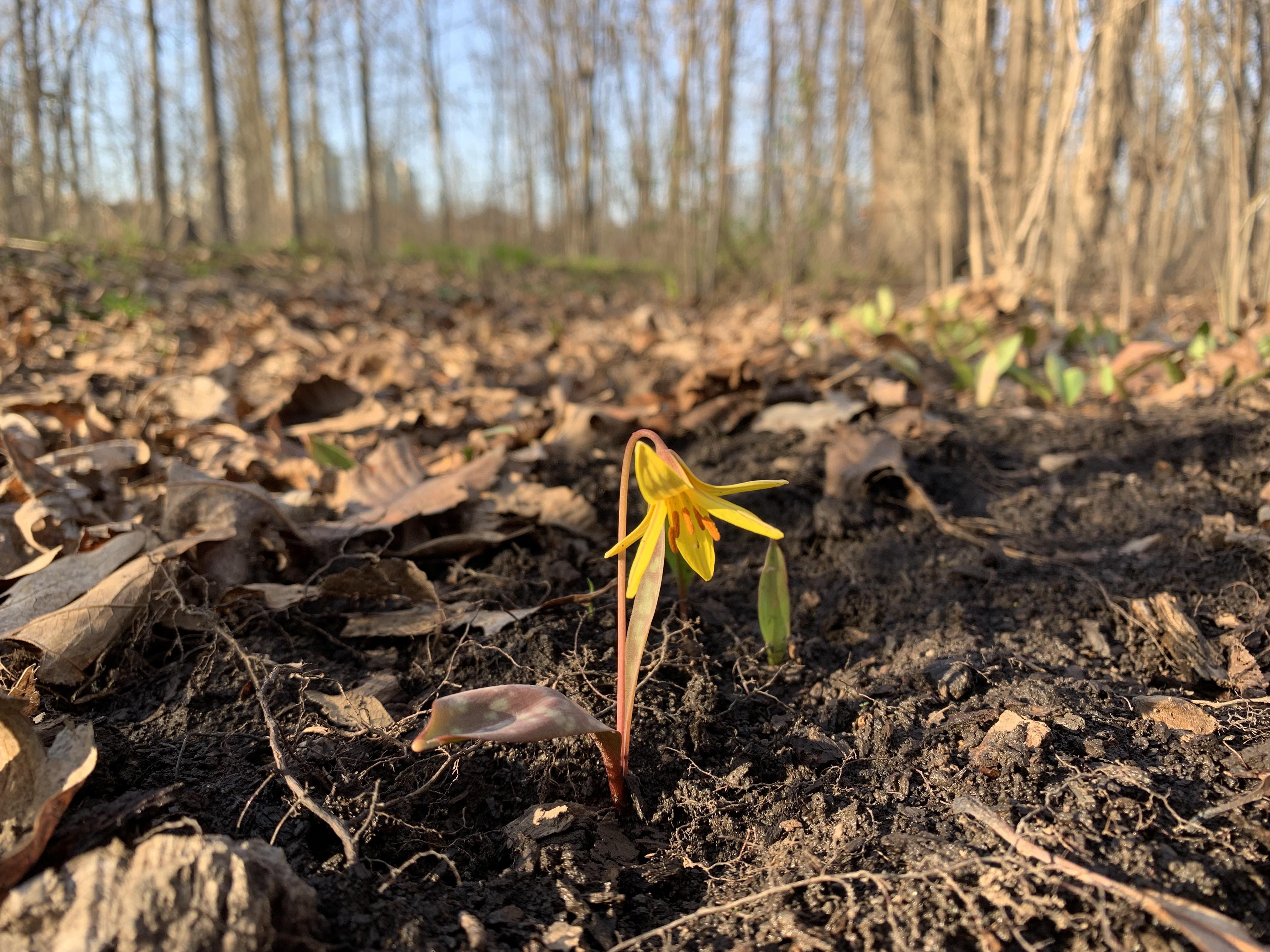 Was able to identify by name a yellow troutlily for the first time