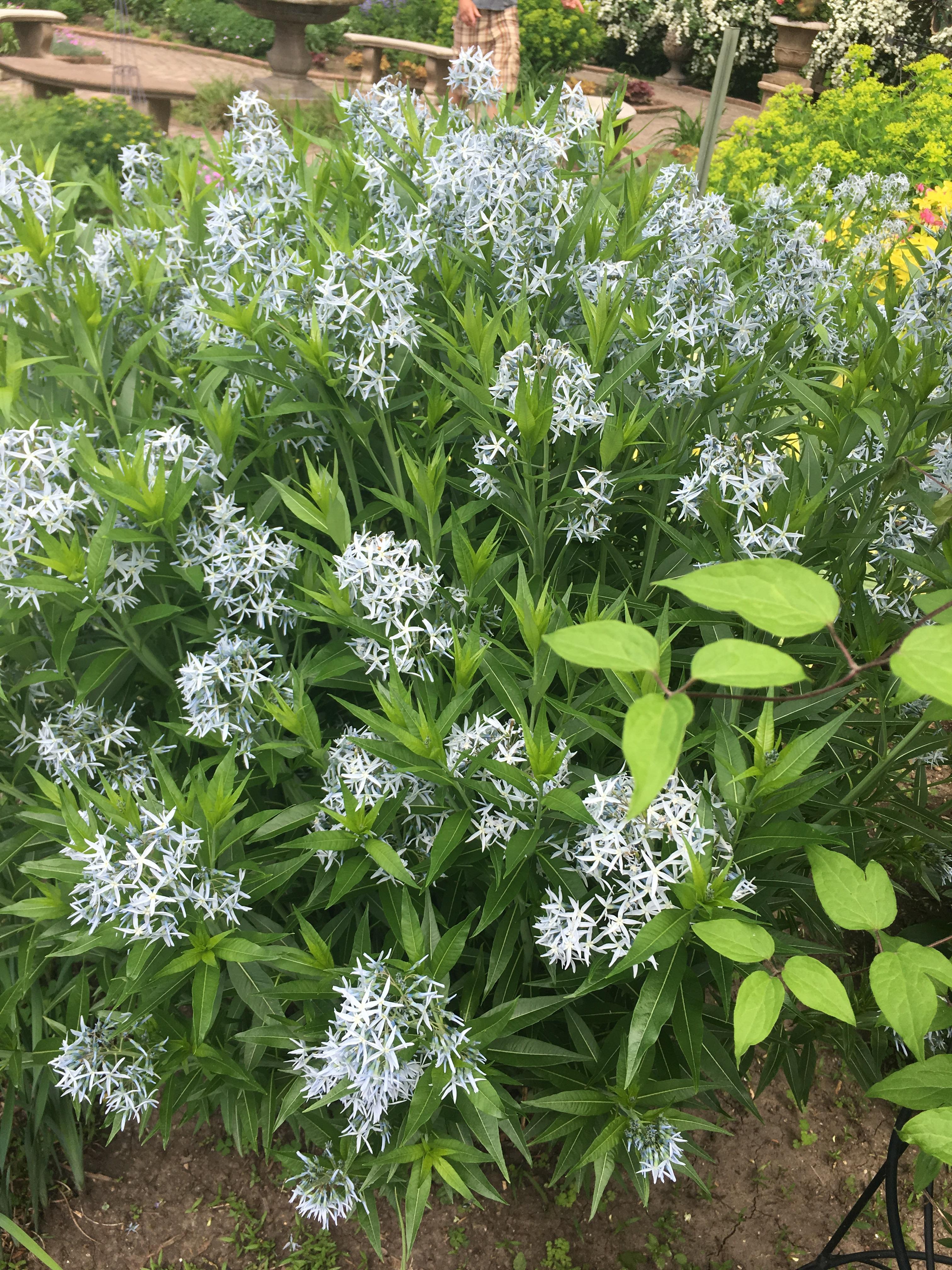 Zone 5a, the flowers look much more blue in real life. What’s this