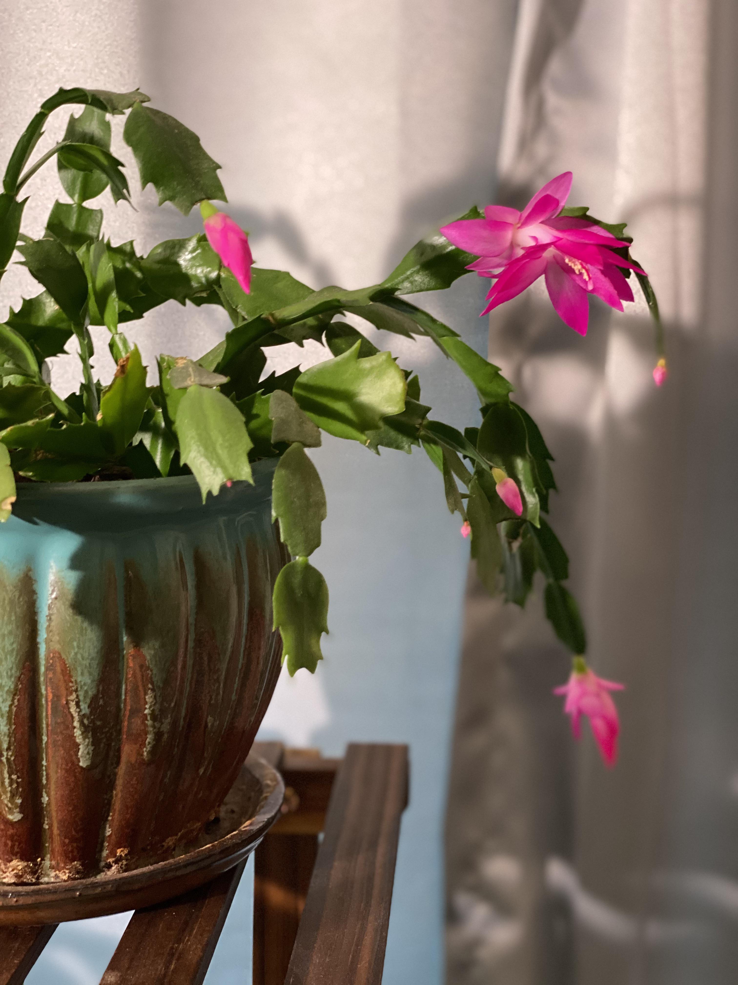 Christmas cactus r/houseplants