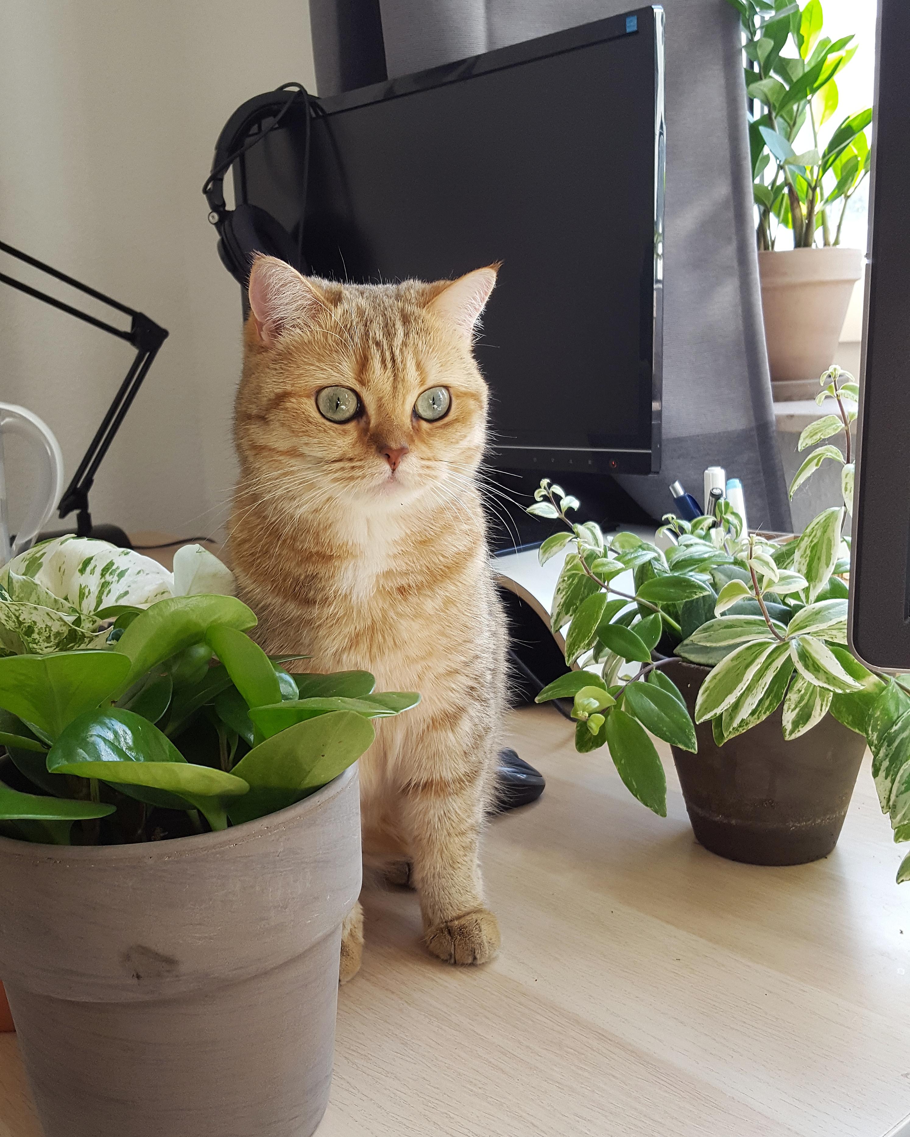 I think my cat is kinda overwhelmed by all of my new plants 😆 r