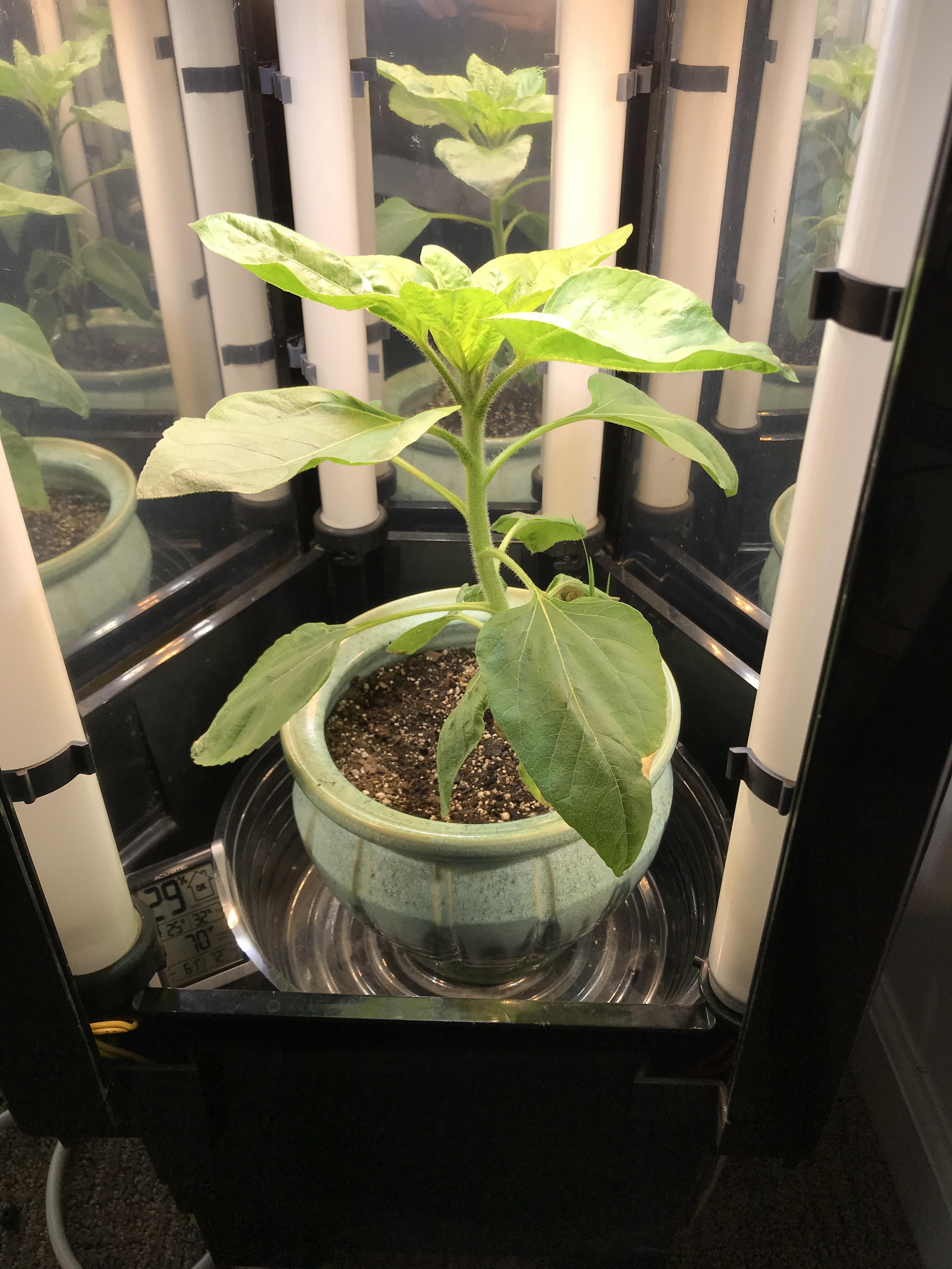 Indoor sunflower