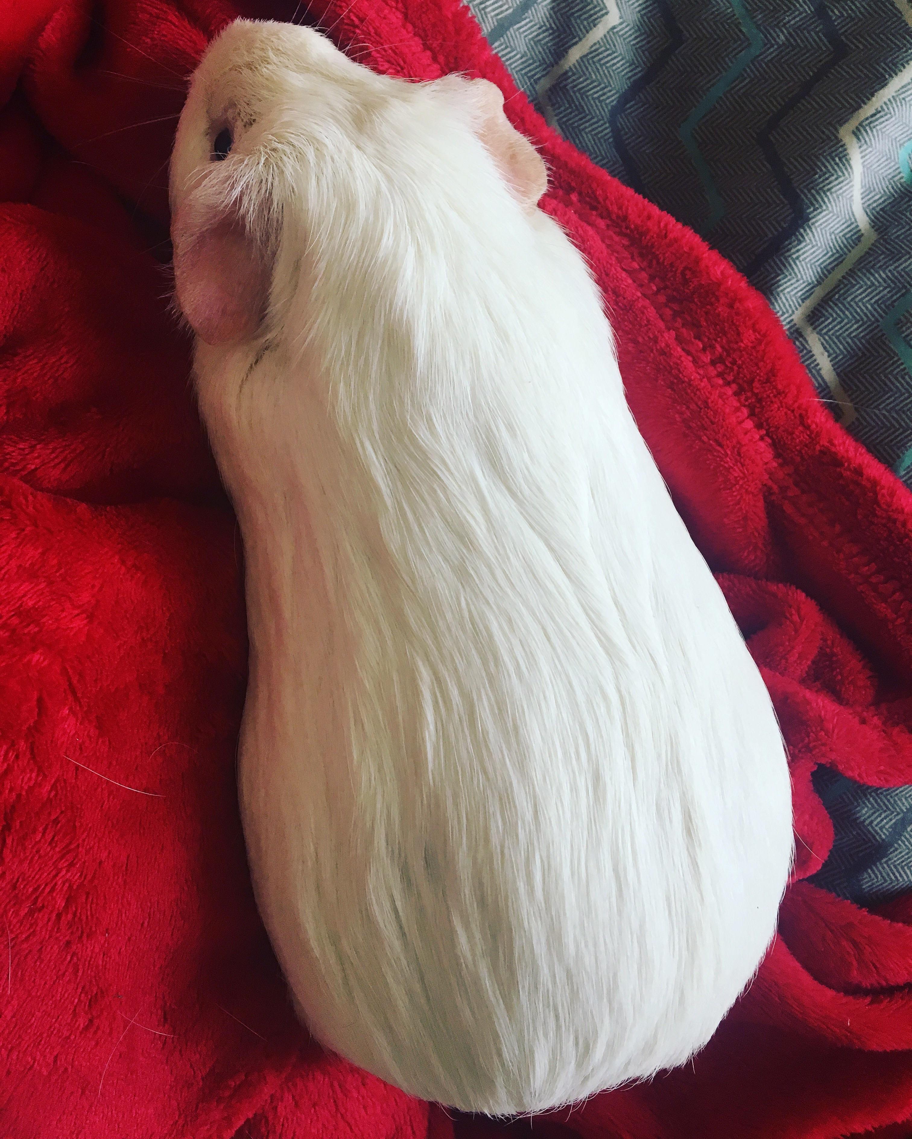 My lovely Snowy. I can no longer do ANYTHING in my house (including