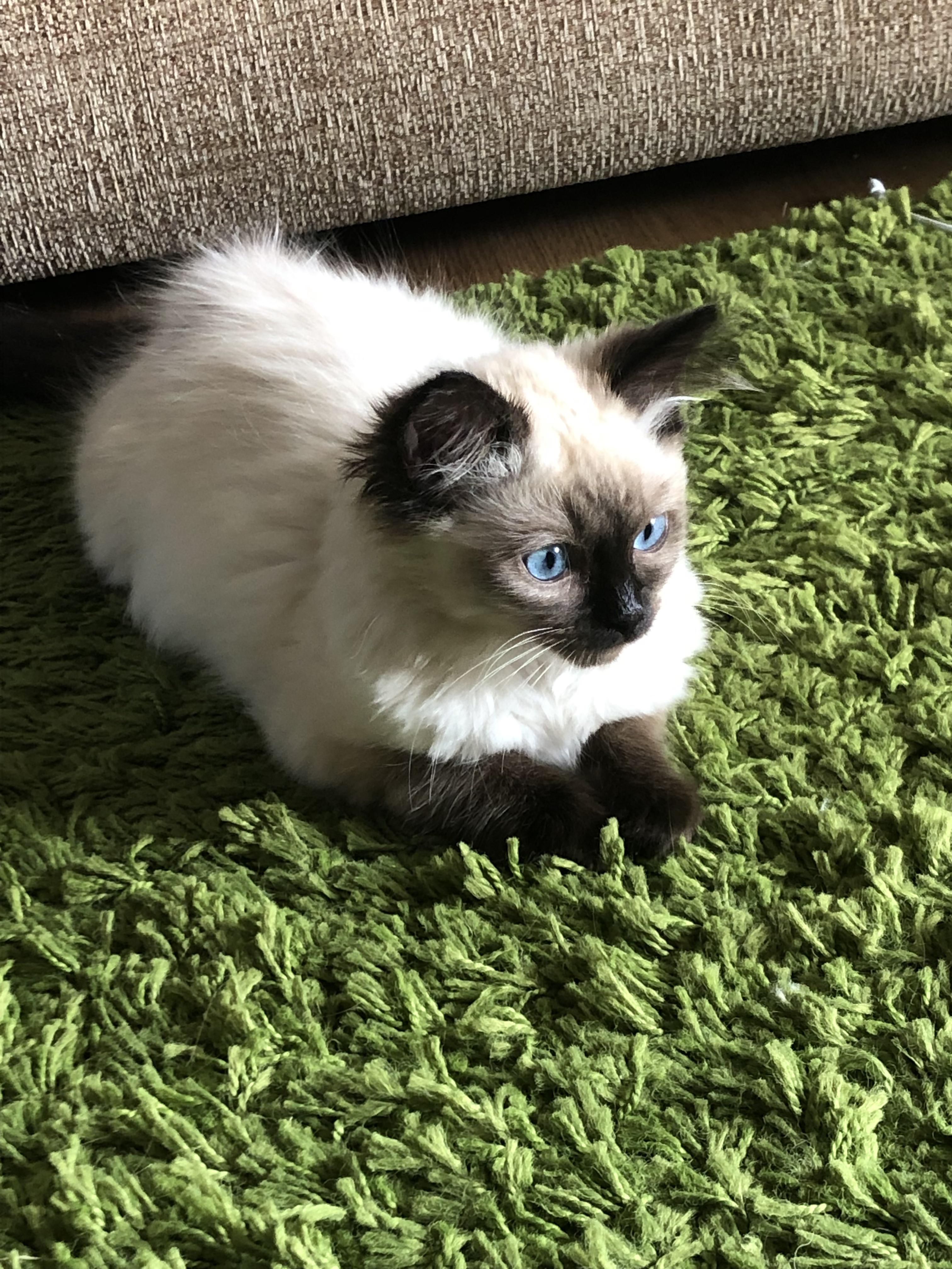 3072 best Ragdolls images on Pholder Ragdolls, Aww and Supermodel Cats