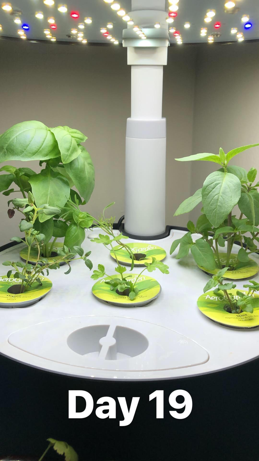 Day 19, first Aerogarden. Time to prune both basil plants? r/aerogarden