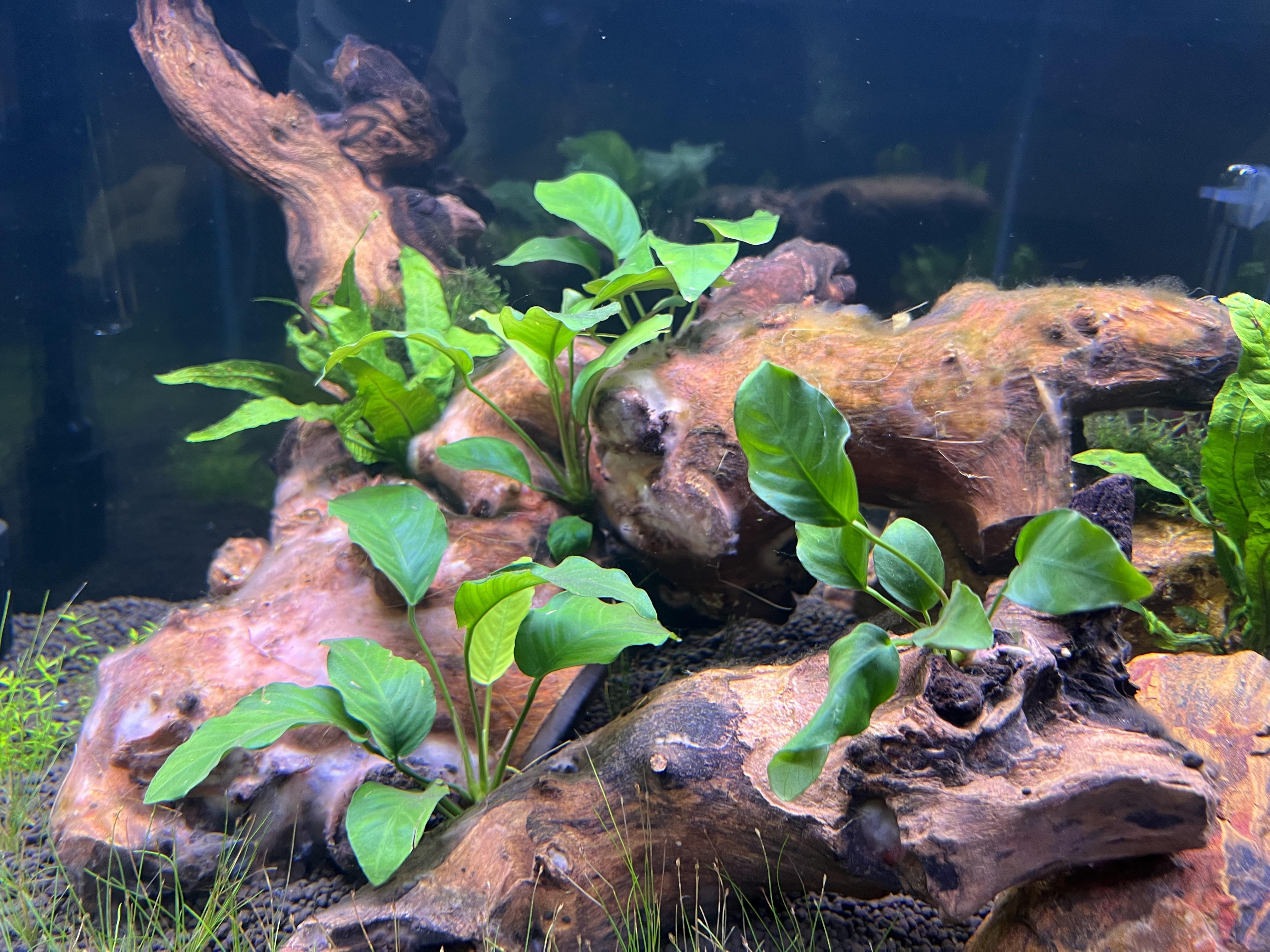 Biofilm r/Aquariums