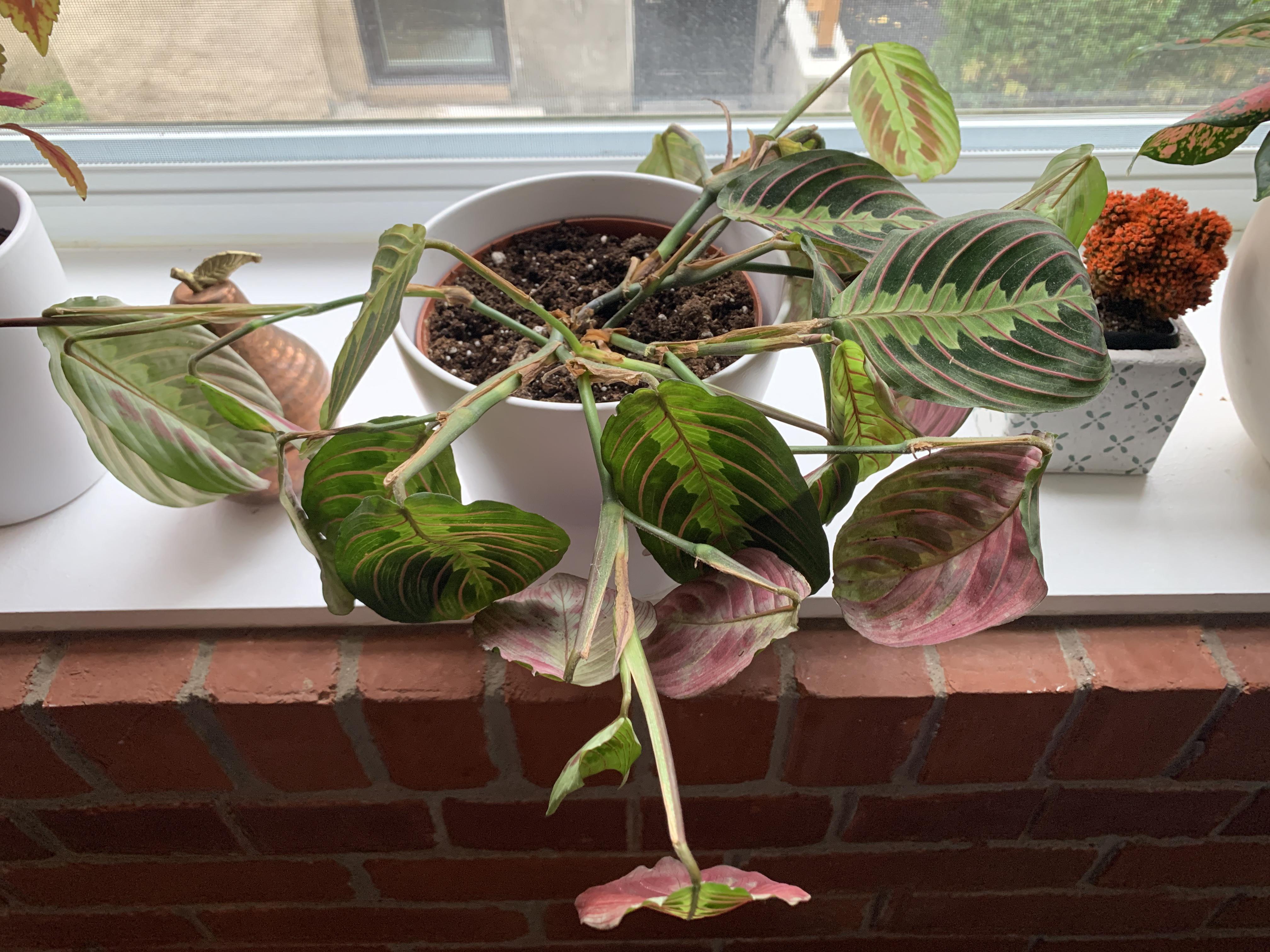 Help! My Prayer Plant is Dying r/plantclinic