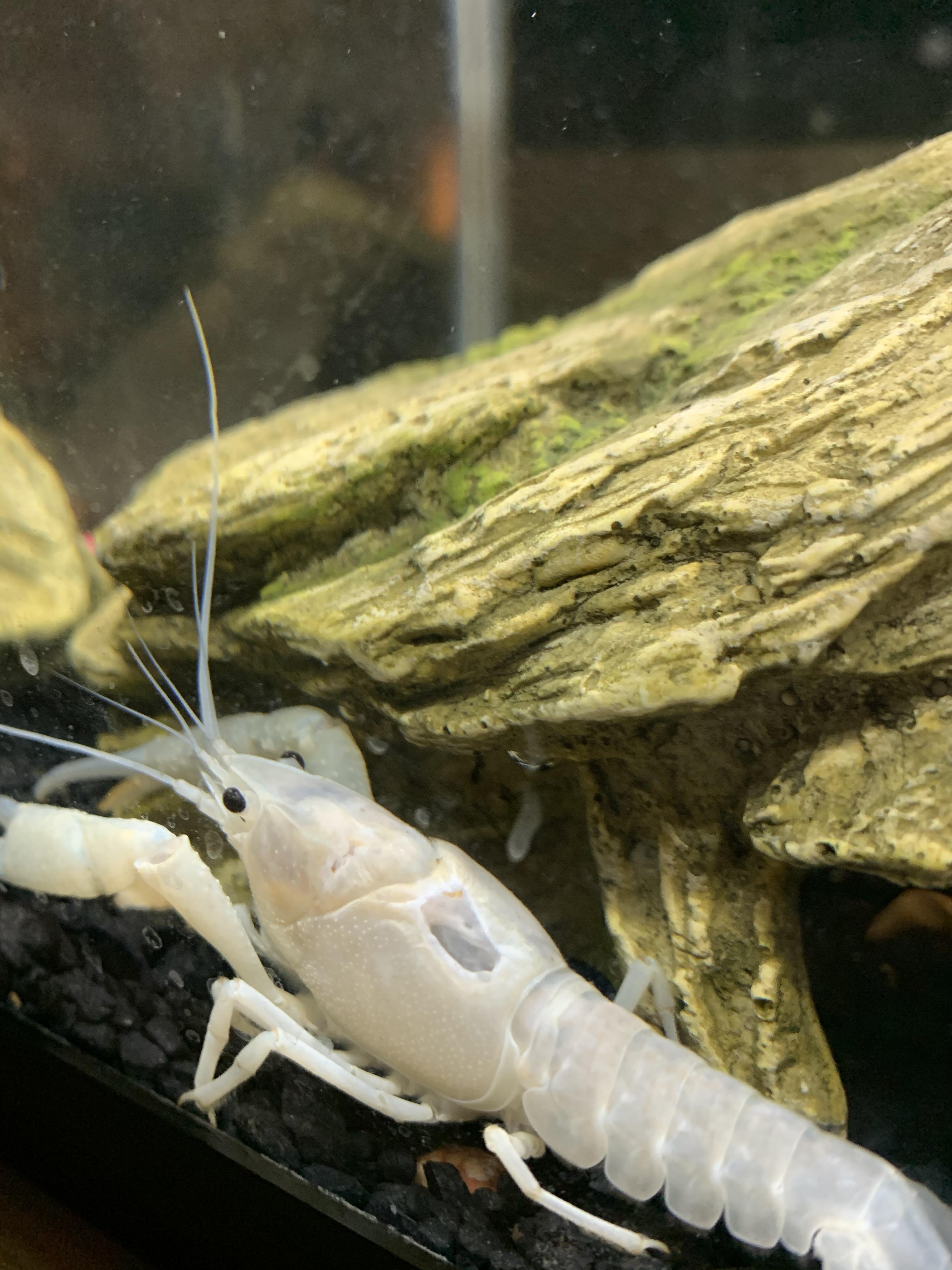 hi so my crayfish had really bad shell rot about a week so i isolated him and salt bathed him
