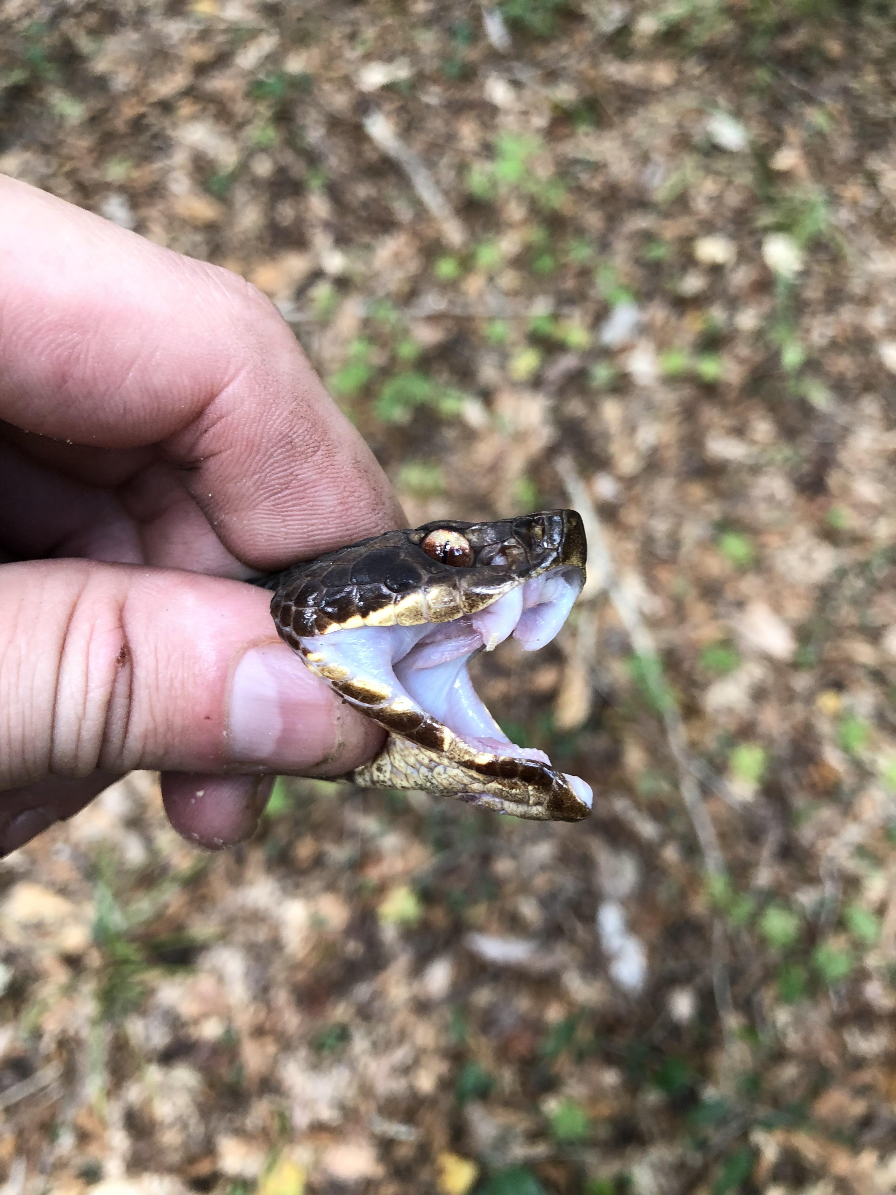 A Water Moccasin(aka Cottonmouth) that I caught while hunting for