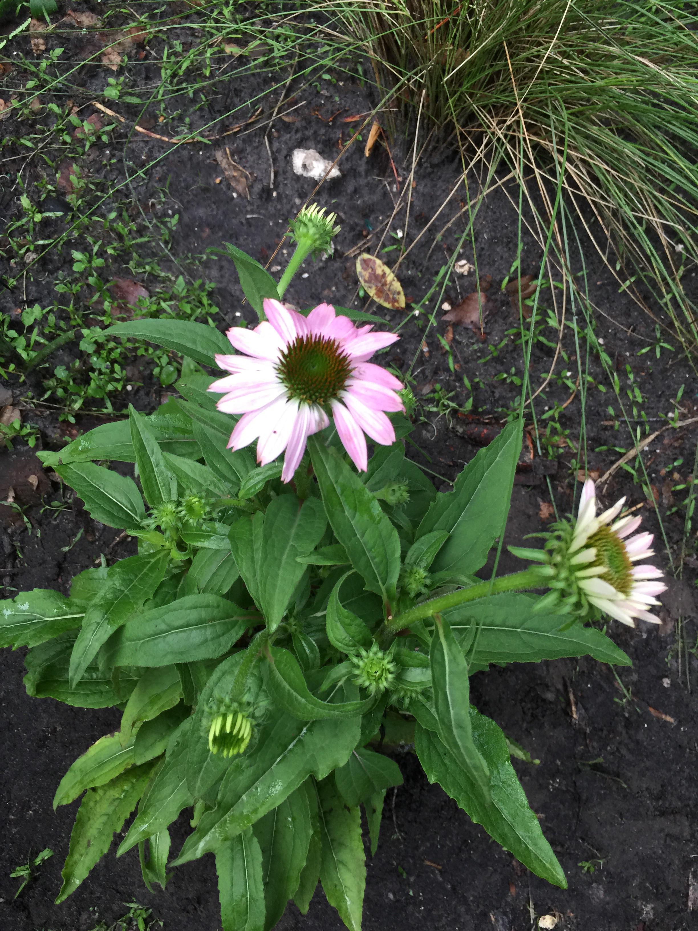 Coneflower. From the north Florida native garden r/NativePlantGardening