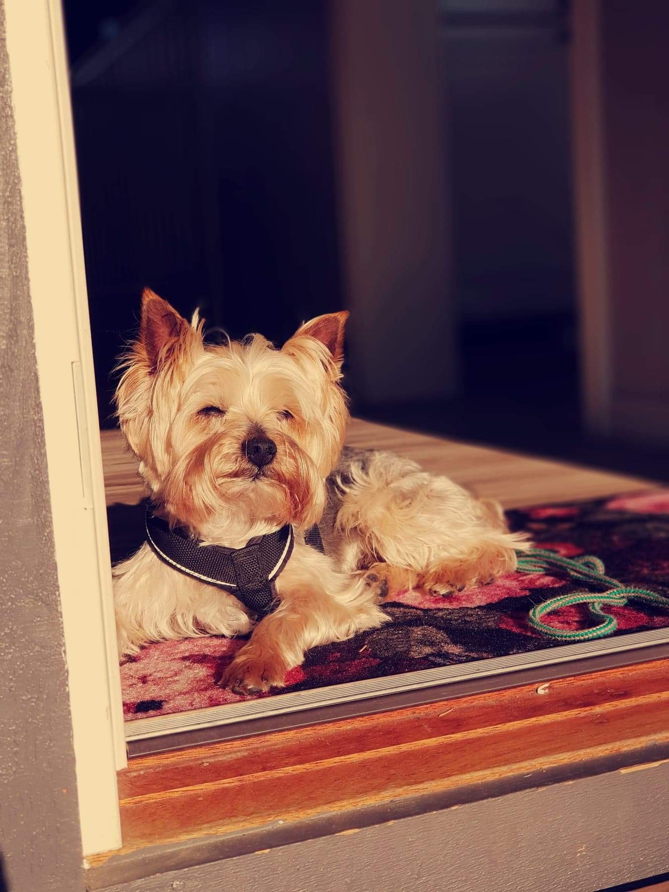Leon loves the warm sun. r/Yorkies