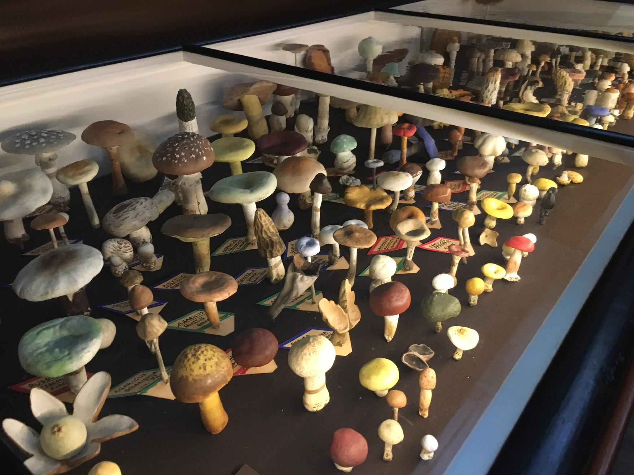 A collection of fungi models from 18721888 on display in the museum of economic botany, South