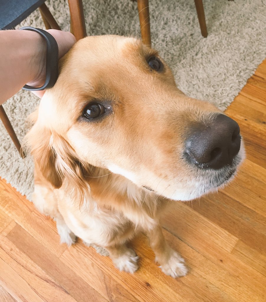 Every time I pet my dog's head he looks up and makes this face like he