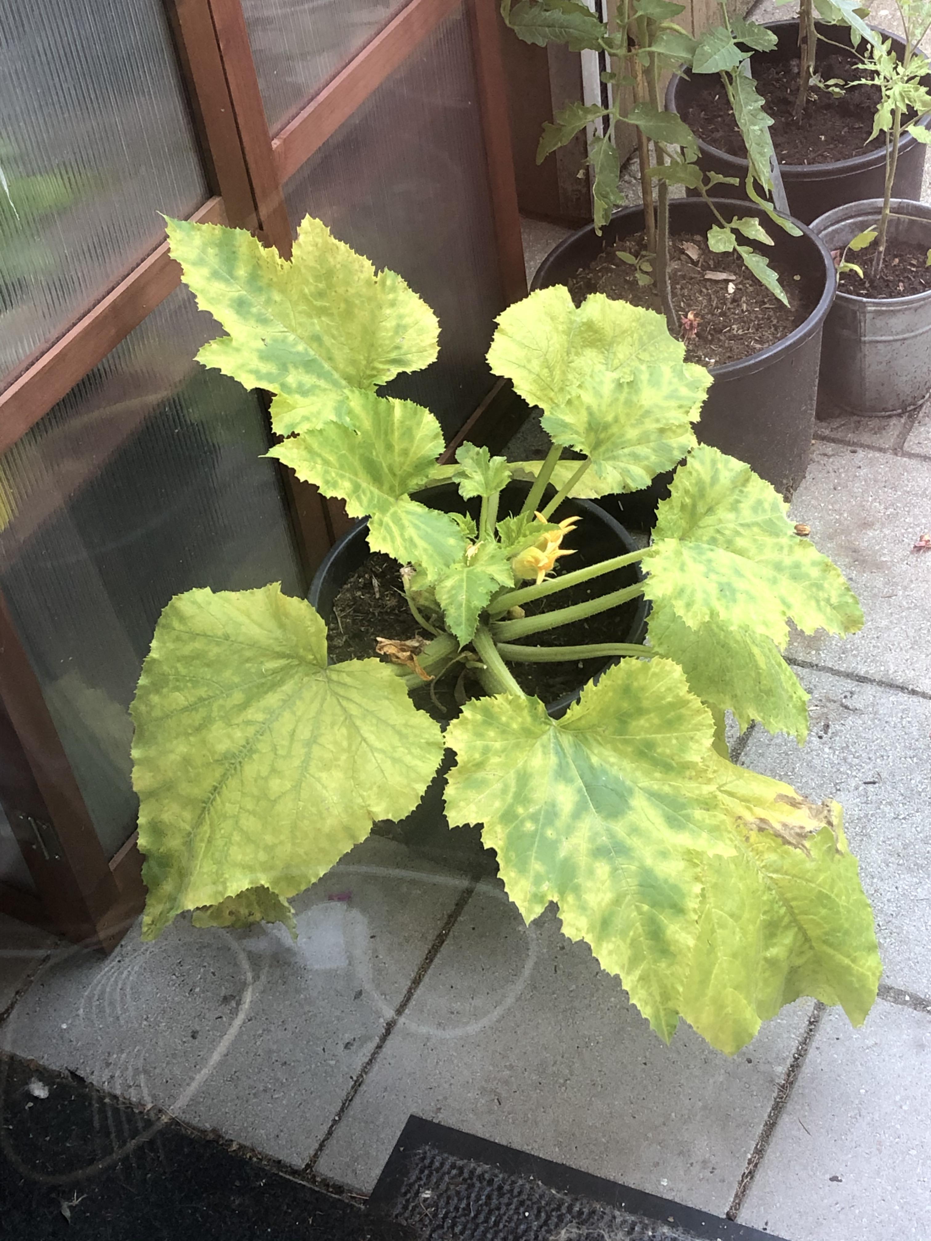 Courgette’s leaves turning yellow after one harvest. Any idea what this
