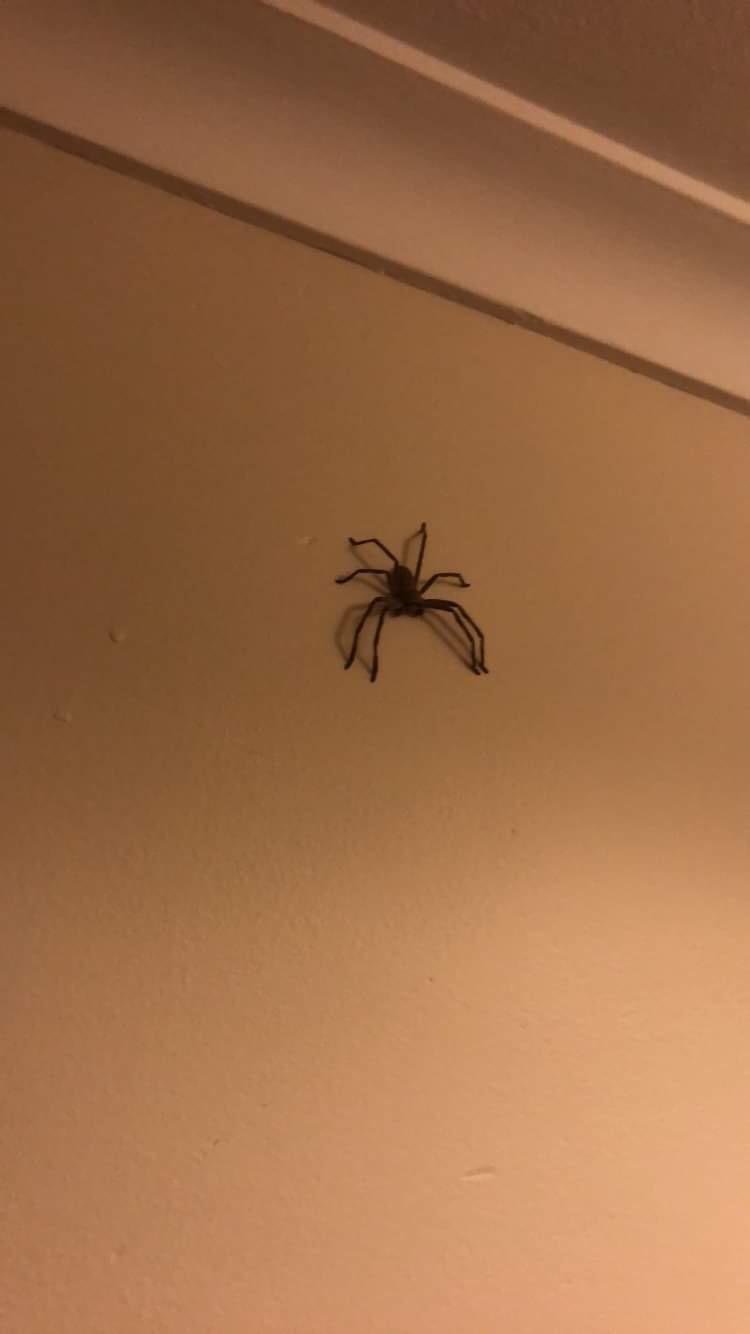 Got rid of the Red Back spider outside my house, now iv found her much