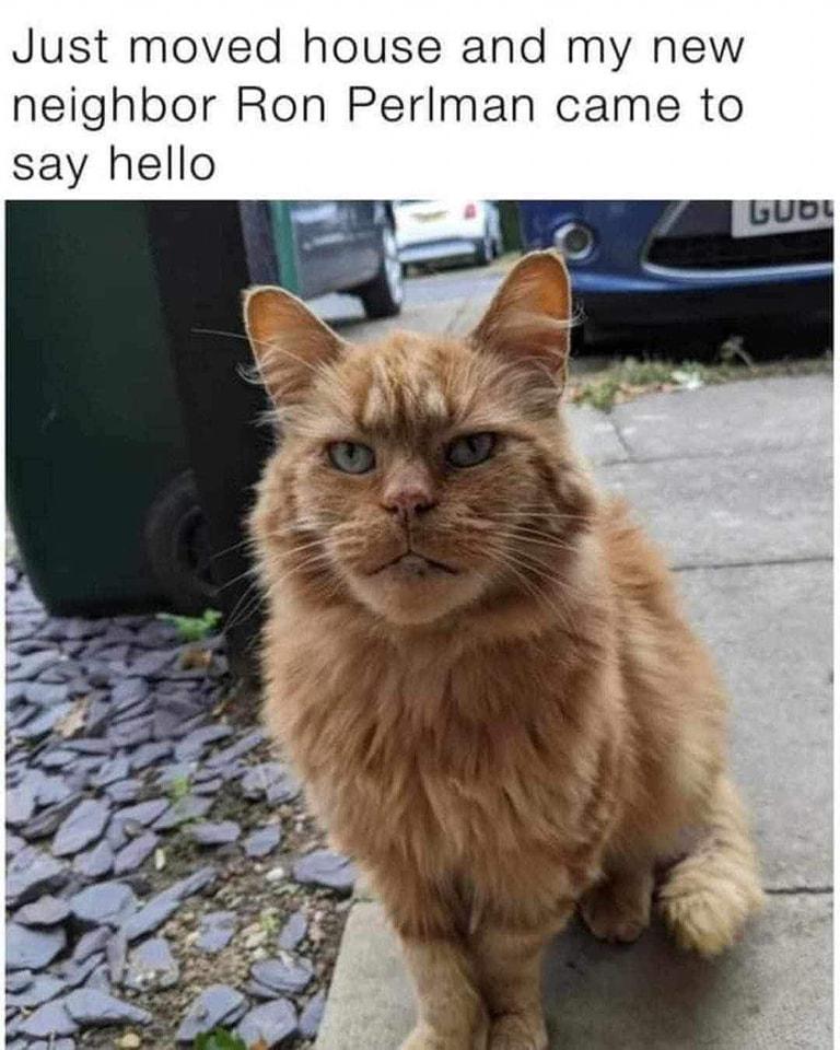 Why do so many cats look like Ron Perlman!? We should study this