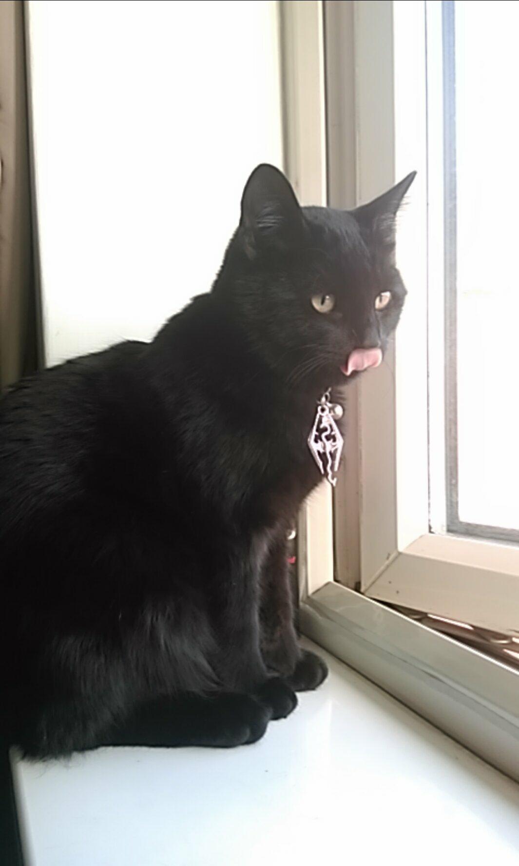 Just my black cat , is he worthy for this subreddit ? aww