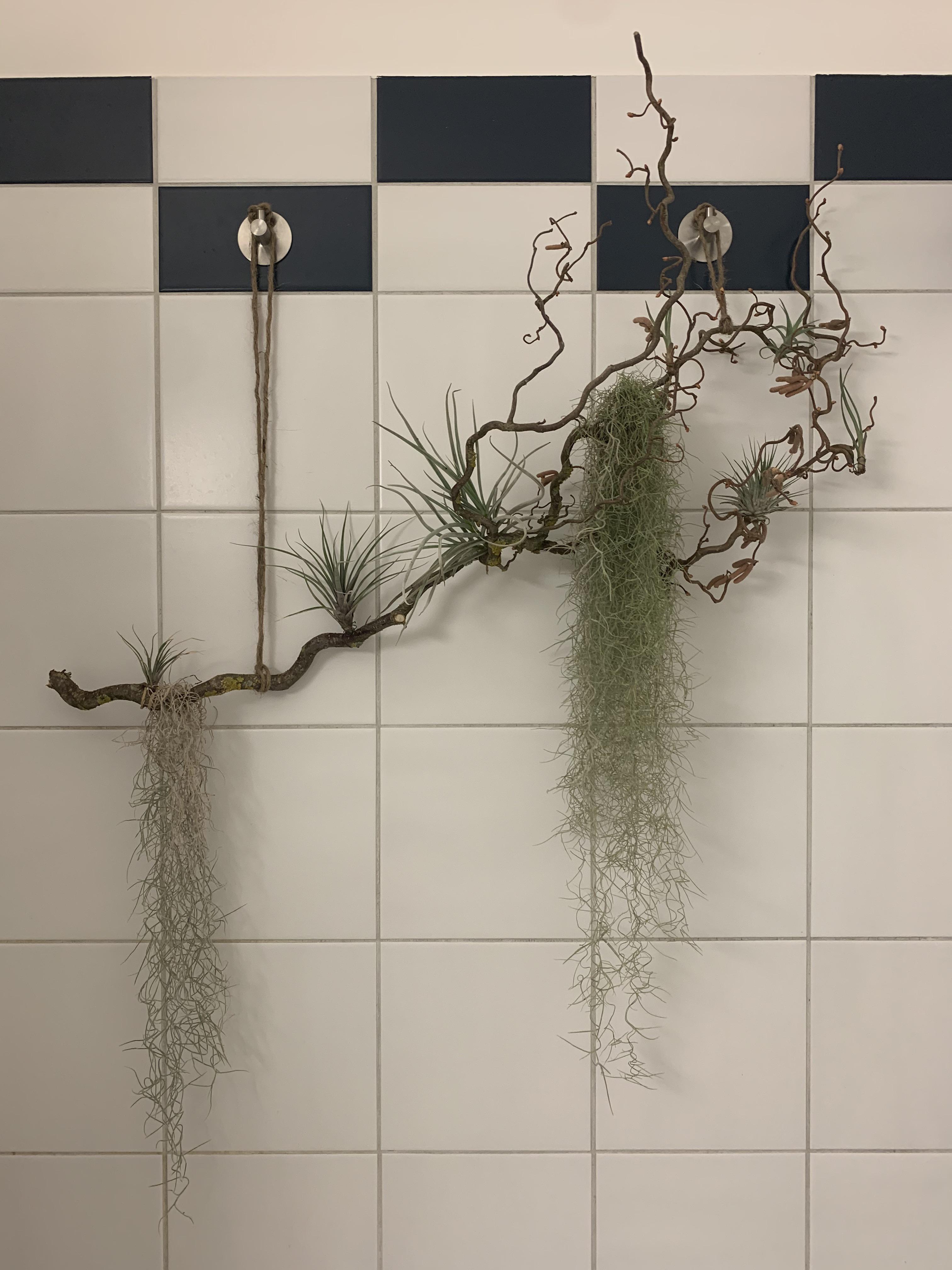Air plants in the shower mounted on a hazel branch r/airplants