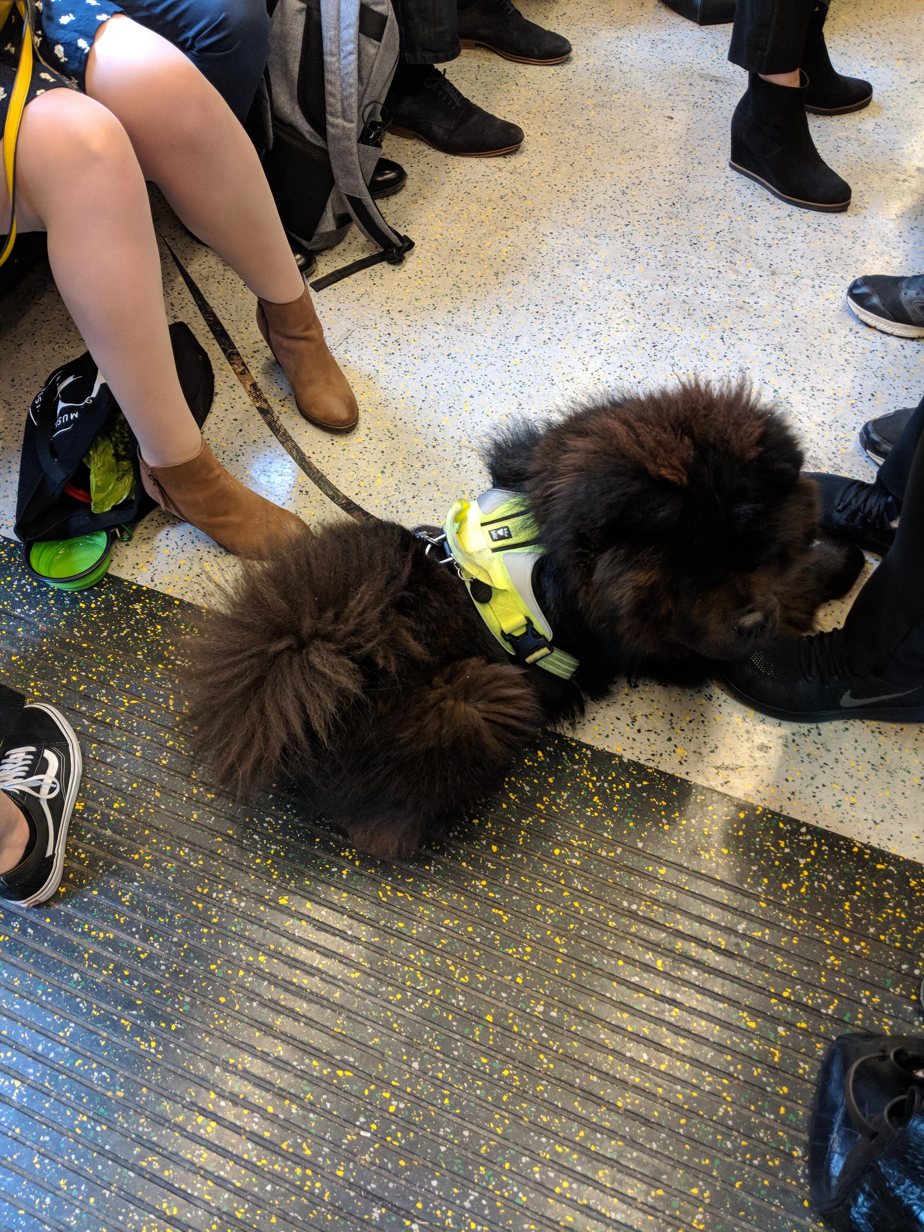 Fluffy tube dog on the H&C Line this morning r/london