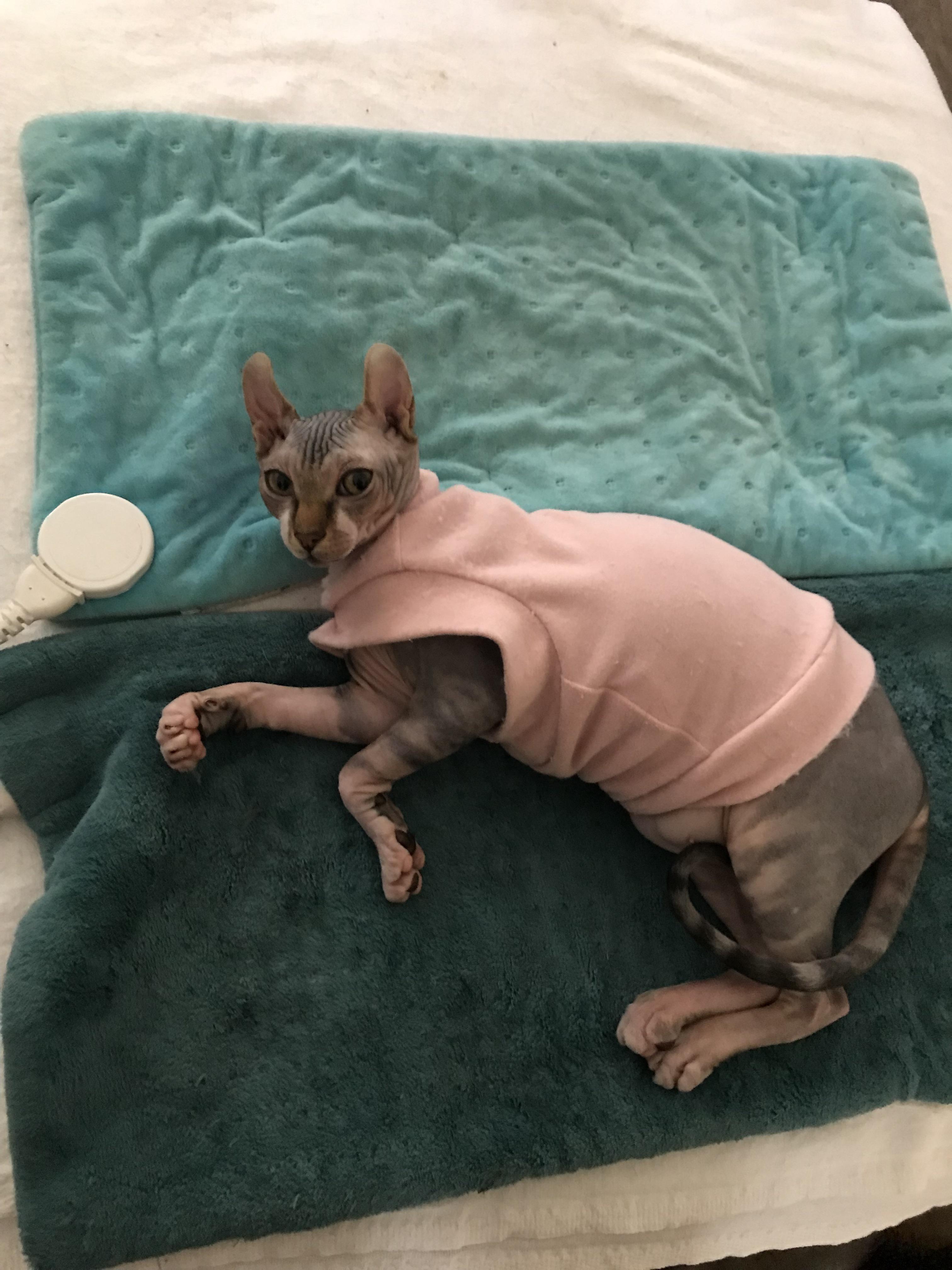 She refuses to move from the heating pads😬 r/sphynx