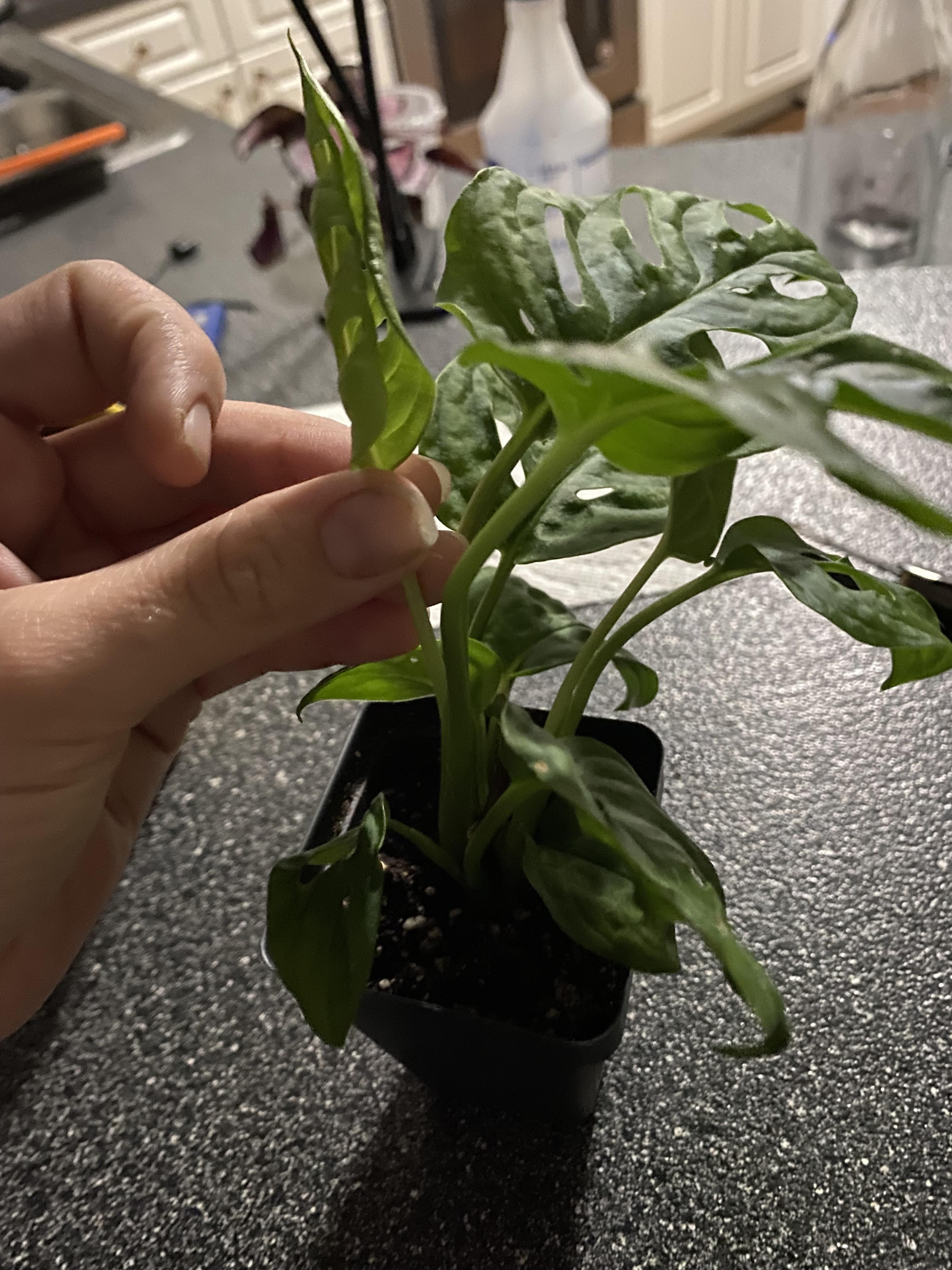 The leaves on my new Swiss cheese plant are curling and wilting ( I