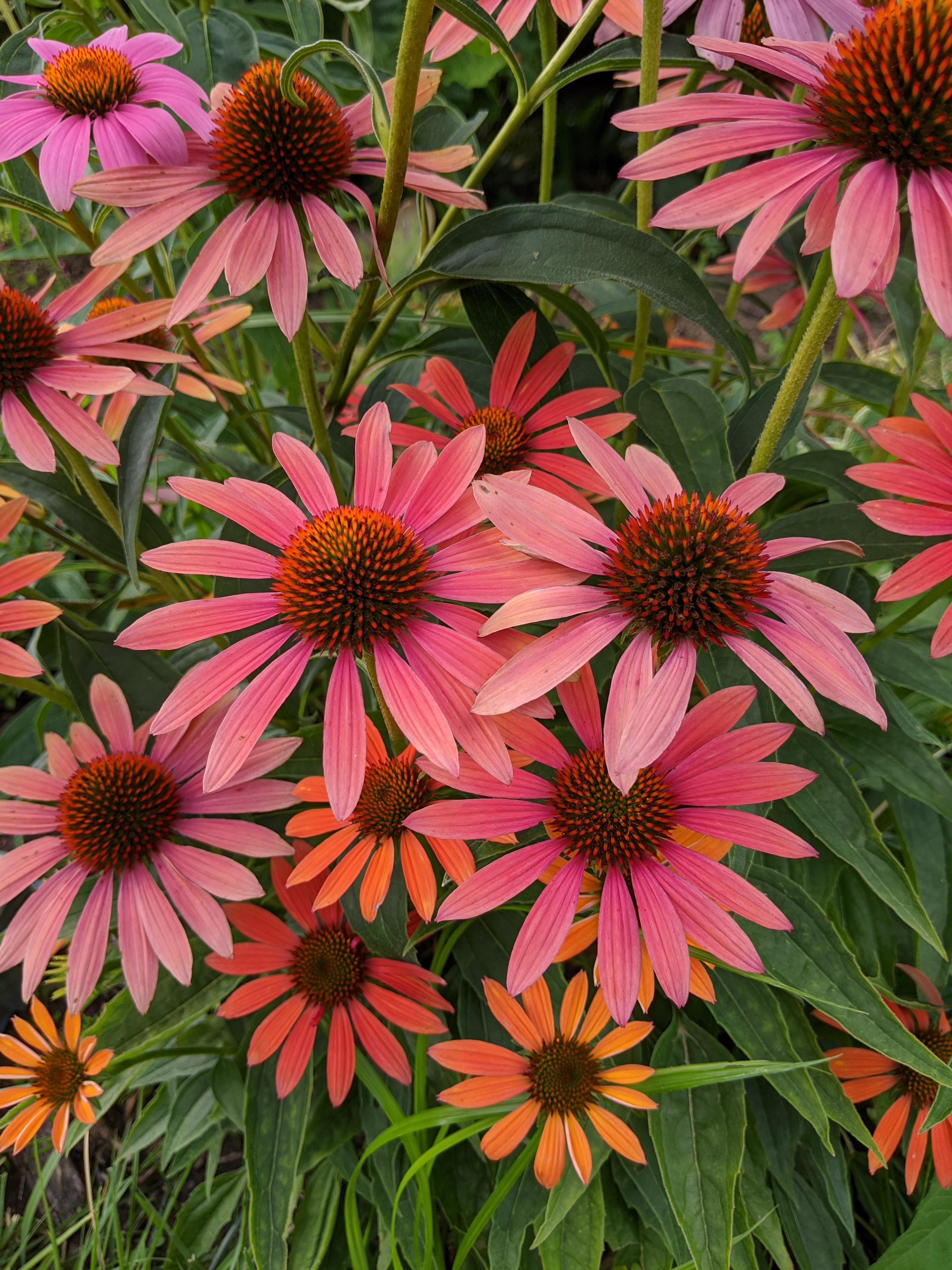 I love the colors on these coneflowers! Zone 6. r/gardening