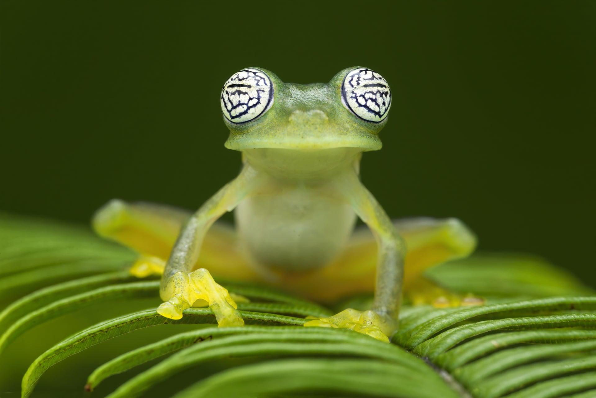 🔥 The ghost glass frog from Ecuador with its uncanny eyes r