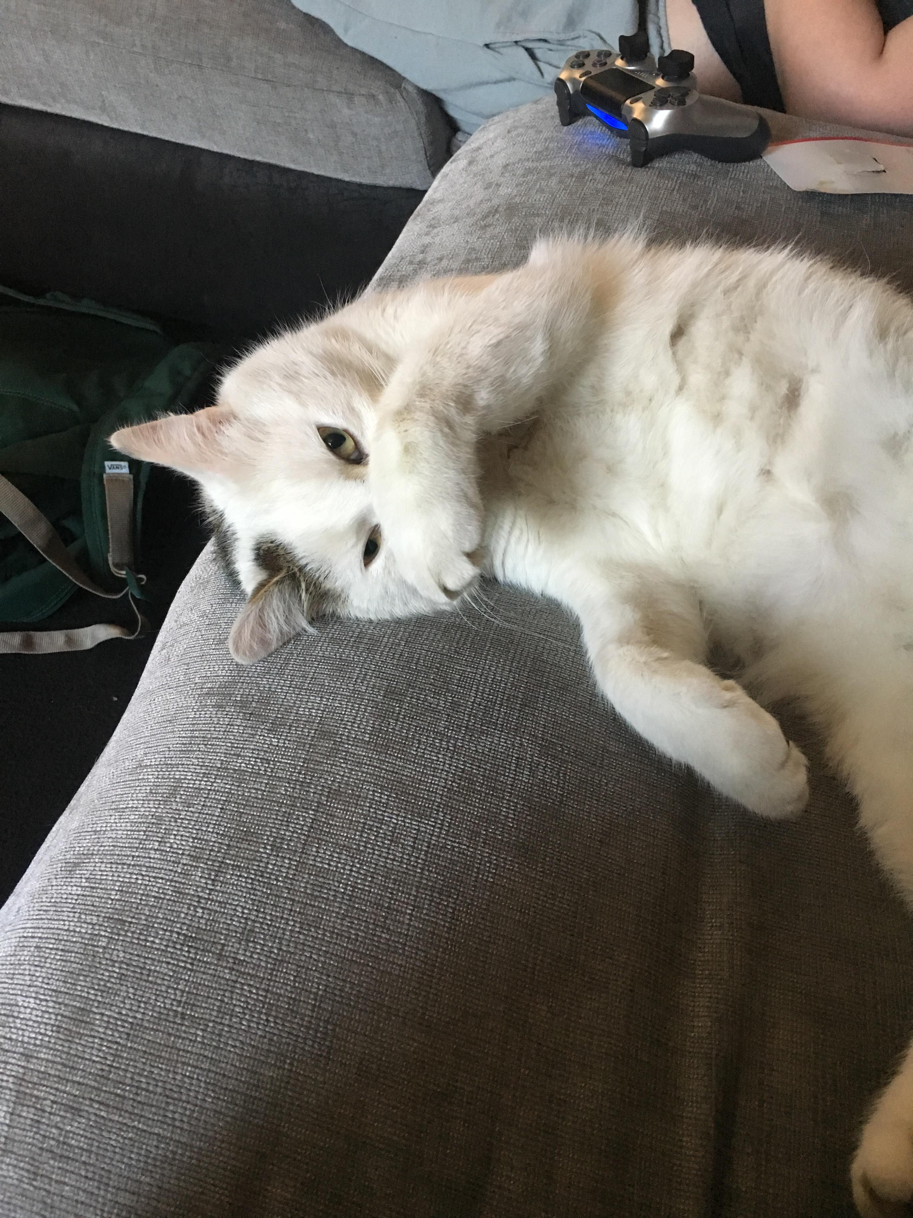 {my cat} He cleary didn't like the smell of my feet😂 r/jellybeantoes