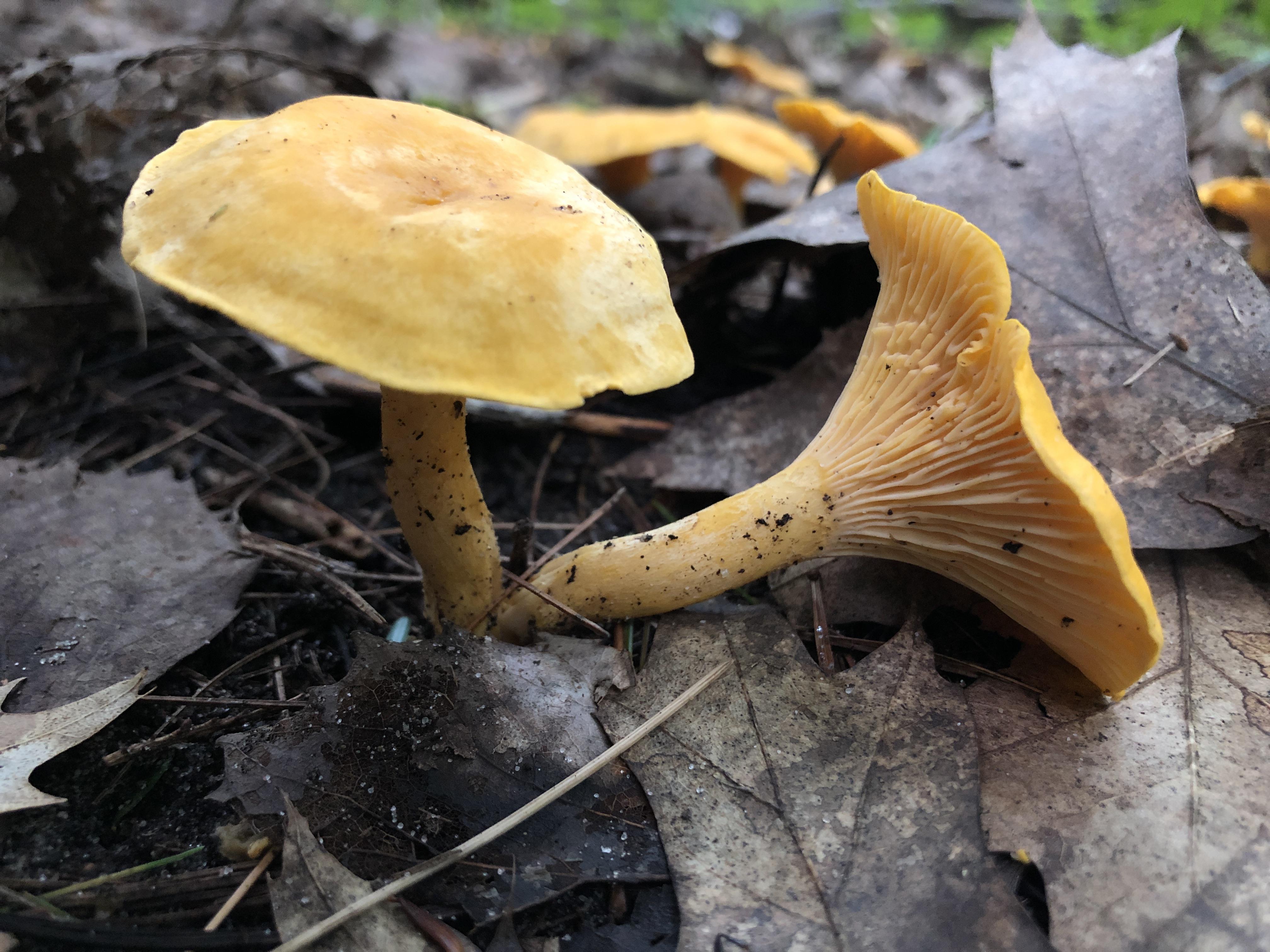 Chanterelles? Found in northern MI r/ShroomID
