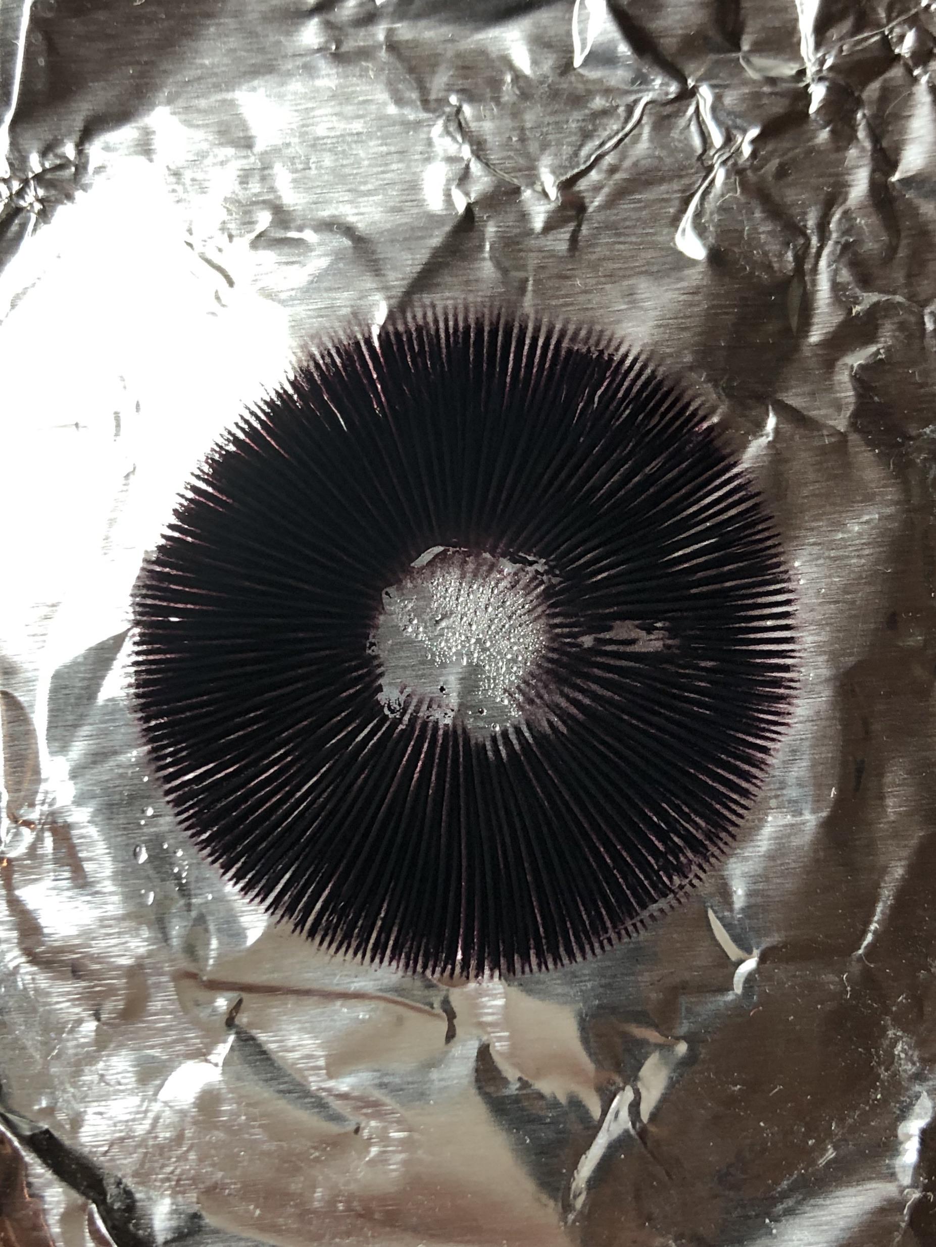 Dense ZStrain spore print. What do you guys think? shrooms