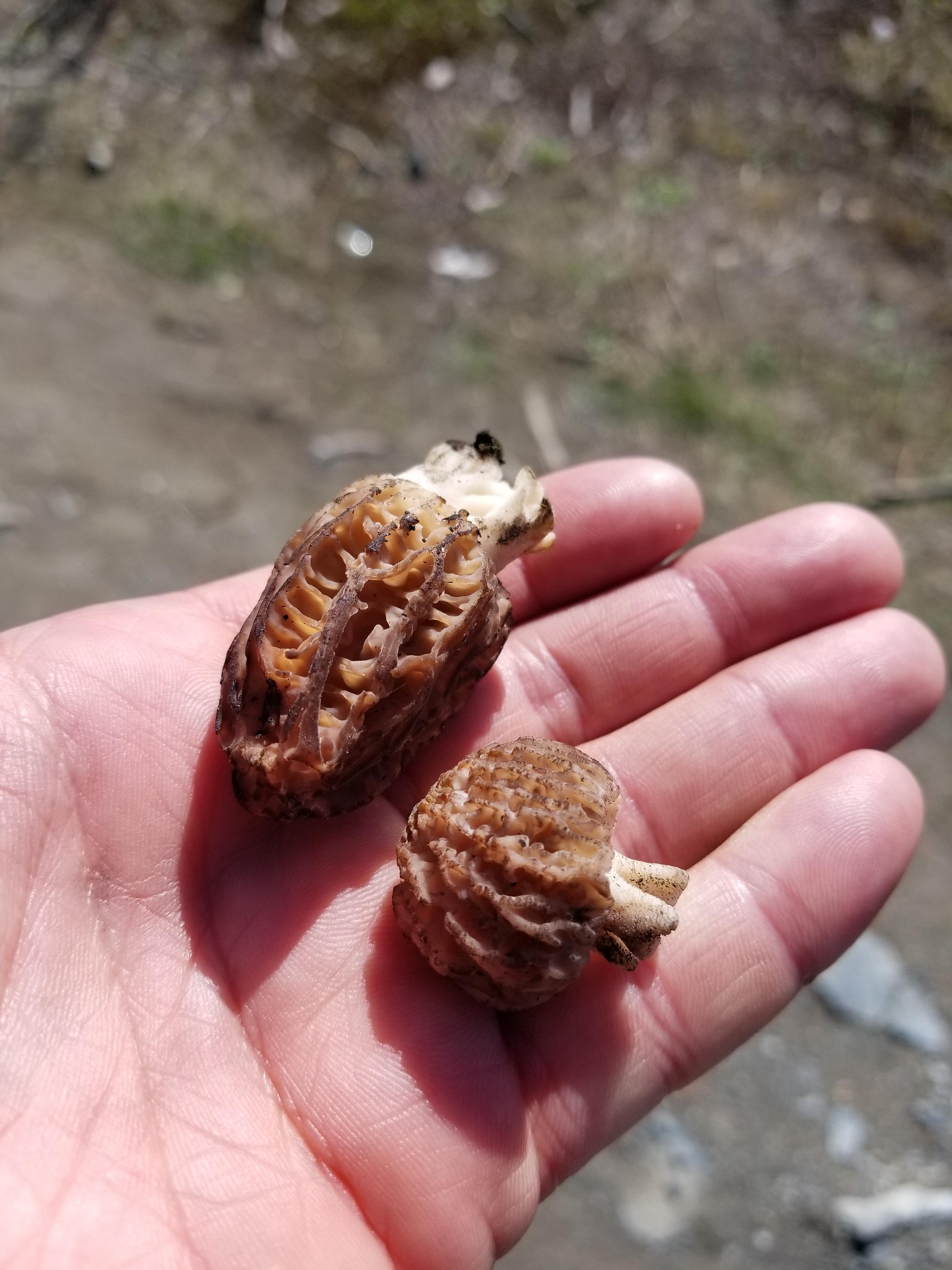 Are these both Morels? Found Vancouver Island, BC. Both hollow. r/mycology