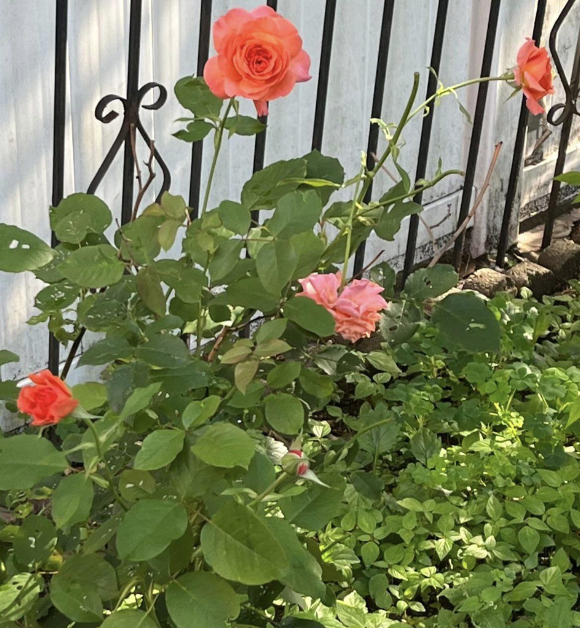 The roses are blooming Roses