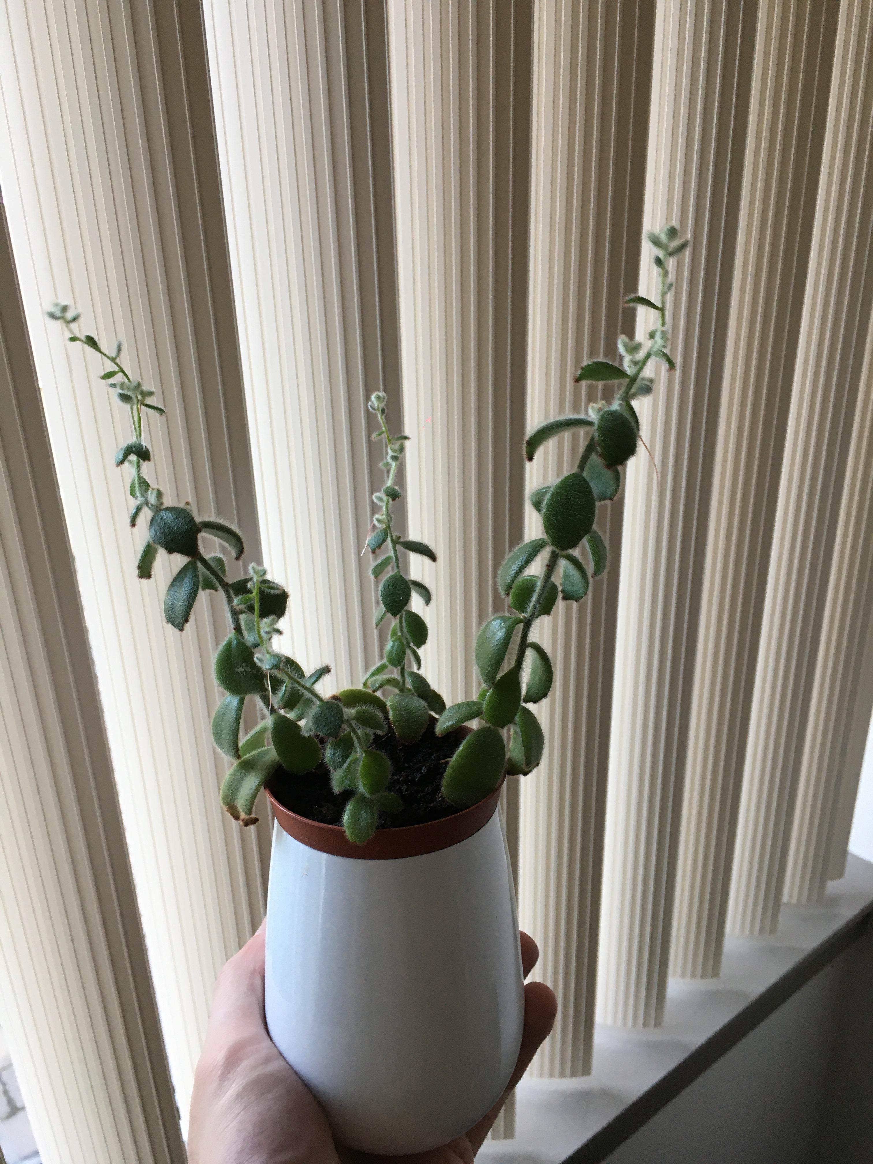 Succulent super spindly and now growing air roots. Am I not getting it