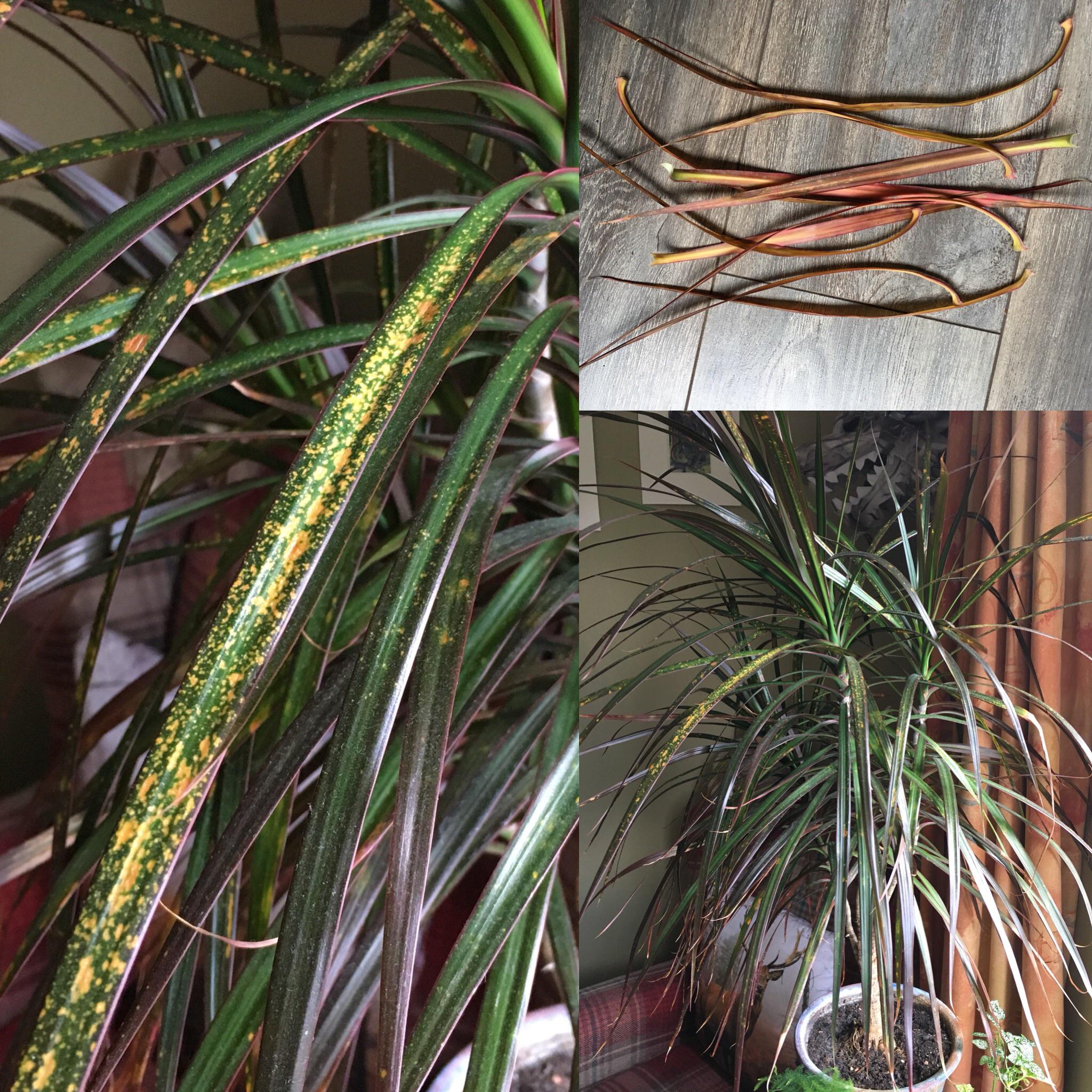 Why is my Dracaena(?) getting yellow spots all over and dropping her leaves? r/plantclinic