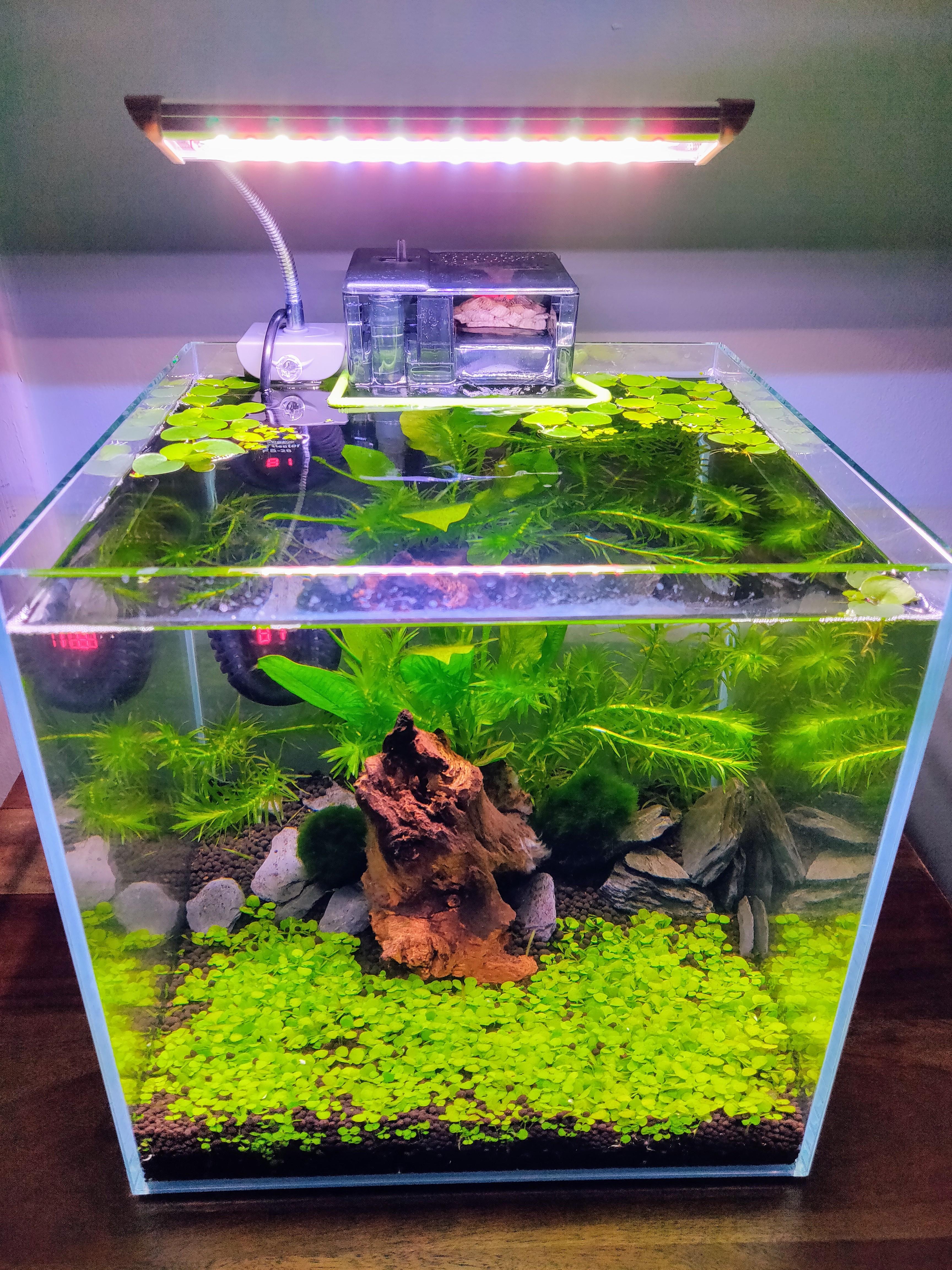 First planted tank r/PlantedTank