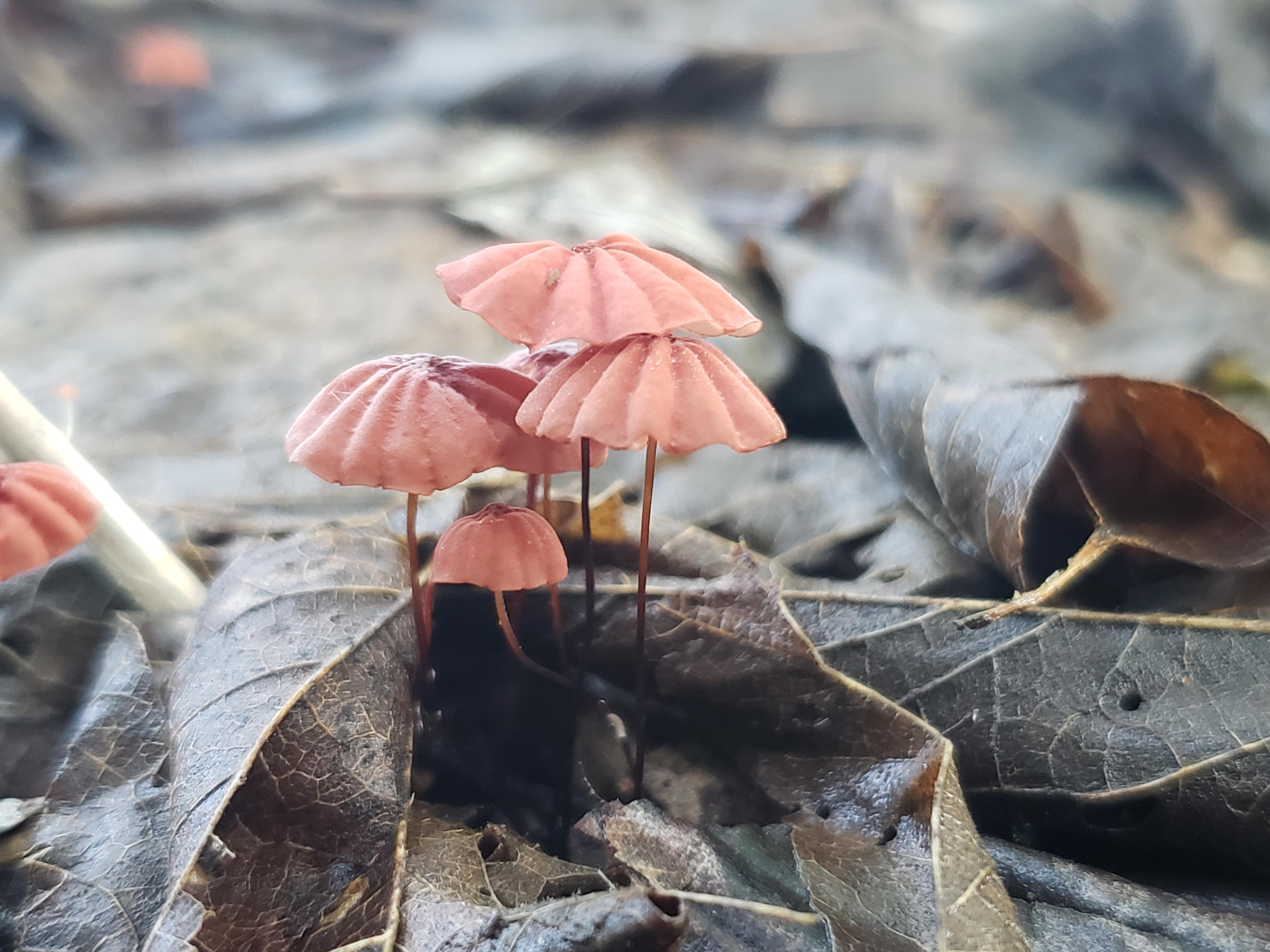 Tiny, reddish mushrooms in NE Texas. Can anyone identify? r/mycology