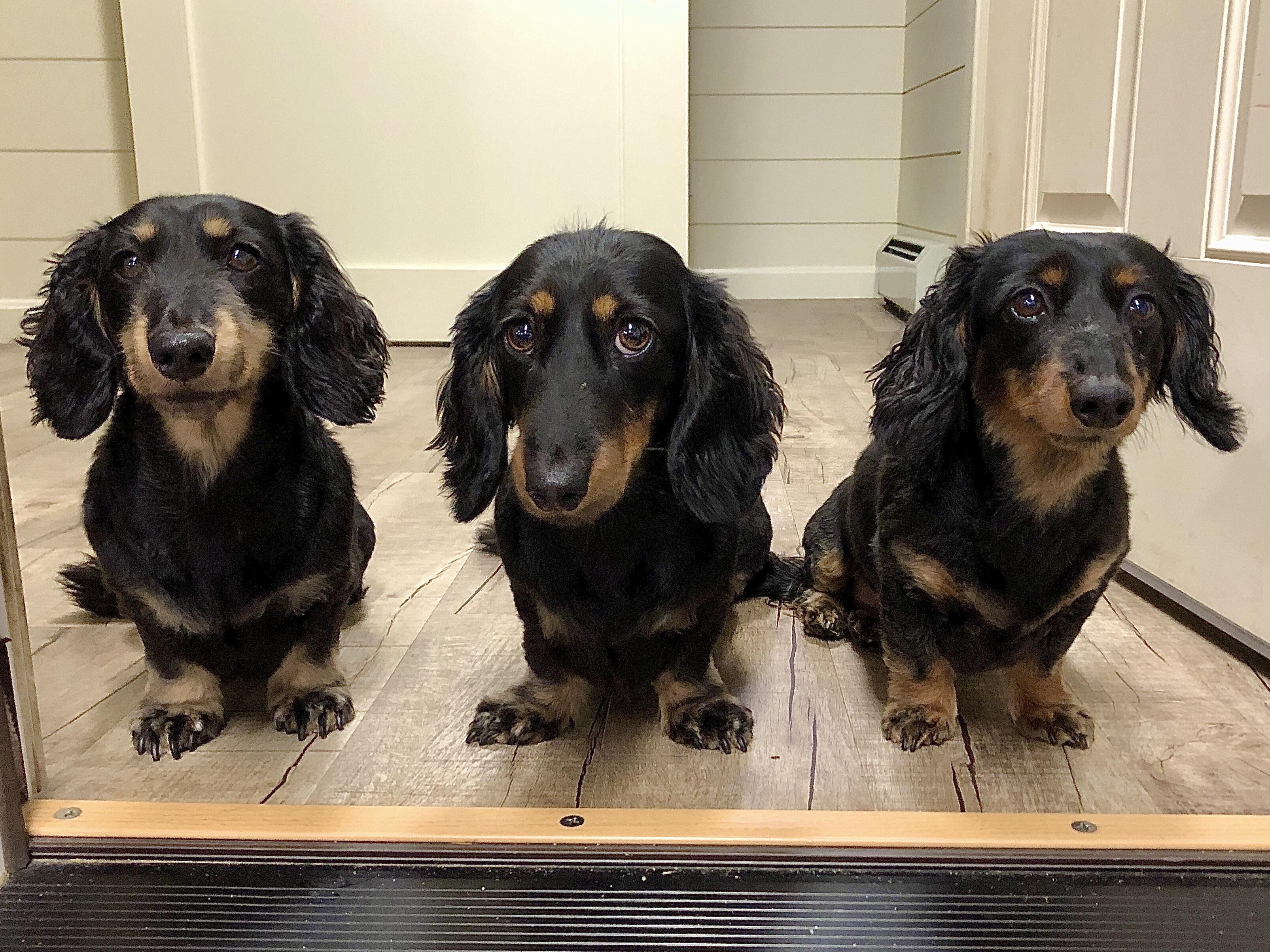 Entrance fee is belly rubs for all. r/Dachshund