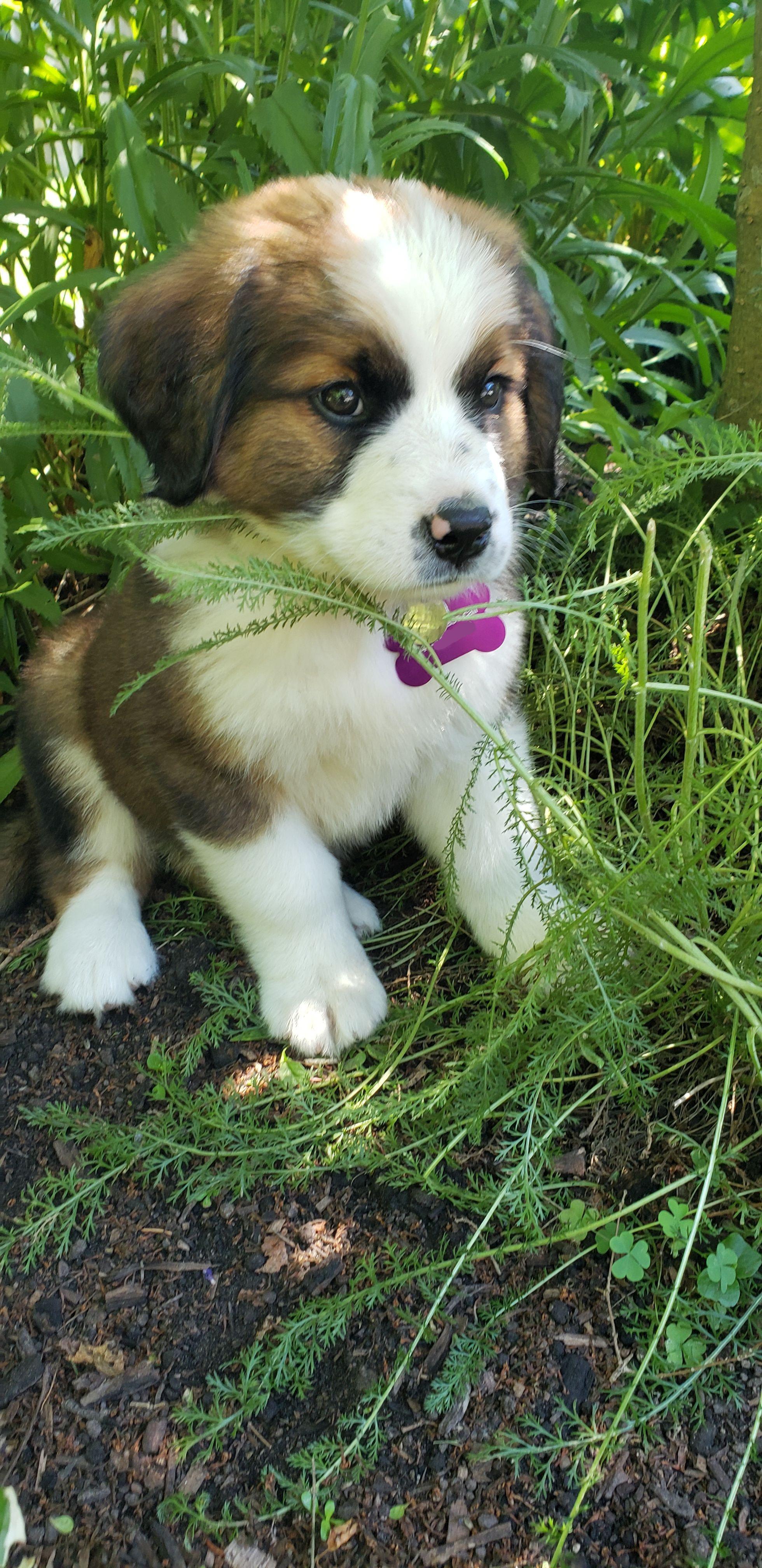 A Saint Bernese (Saint Bernard crossed with a Bernese mtn dog) at 8
