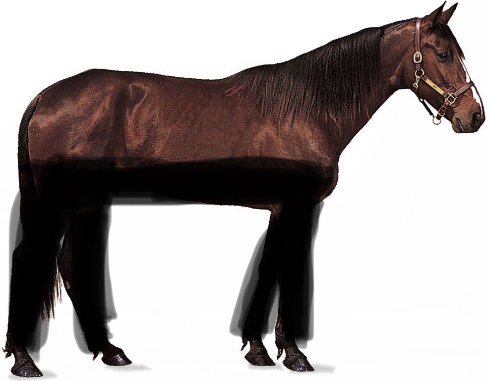 Horse Wearing Pants
