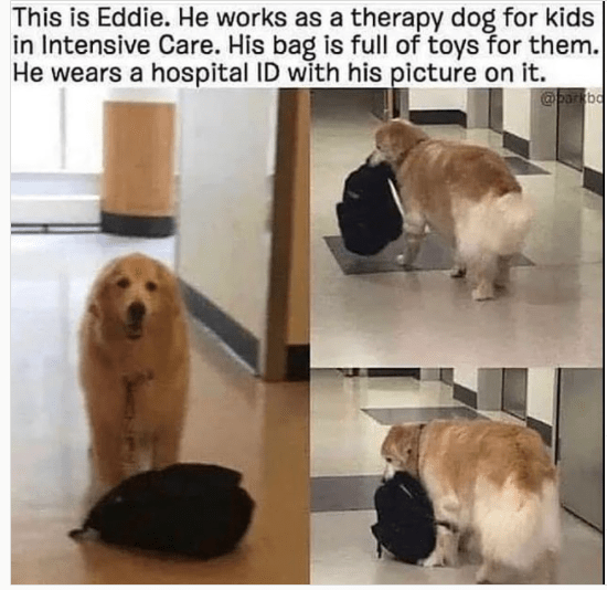 Poll Dogs vs. Cats Page 278 Lustria Online