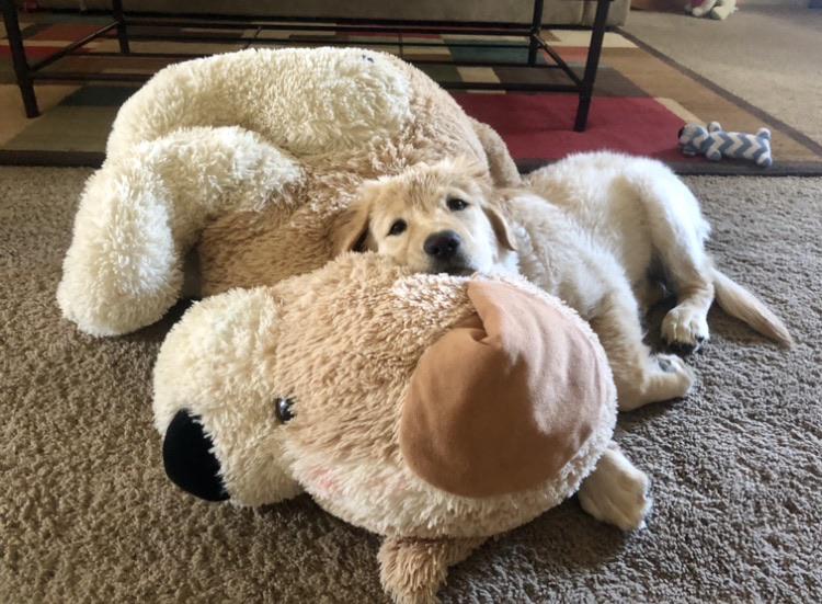 Buddy needing a rest after bath time and zoomies r/aww